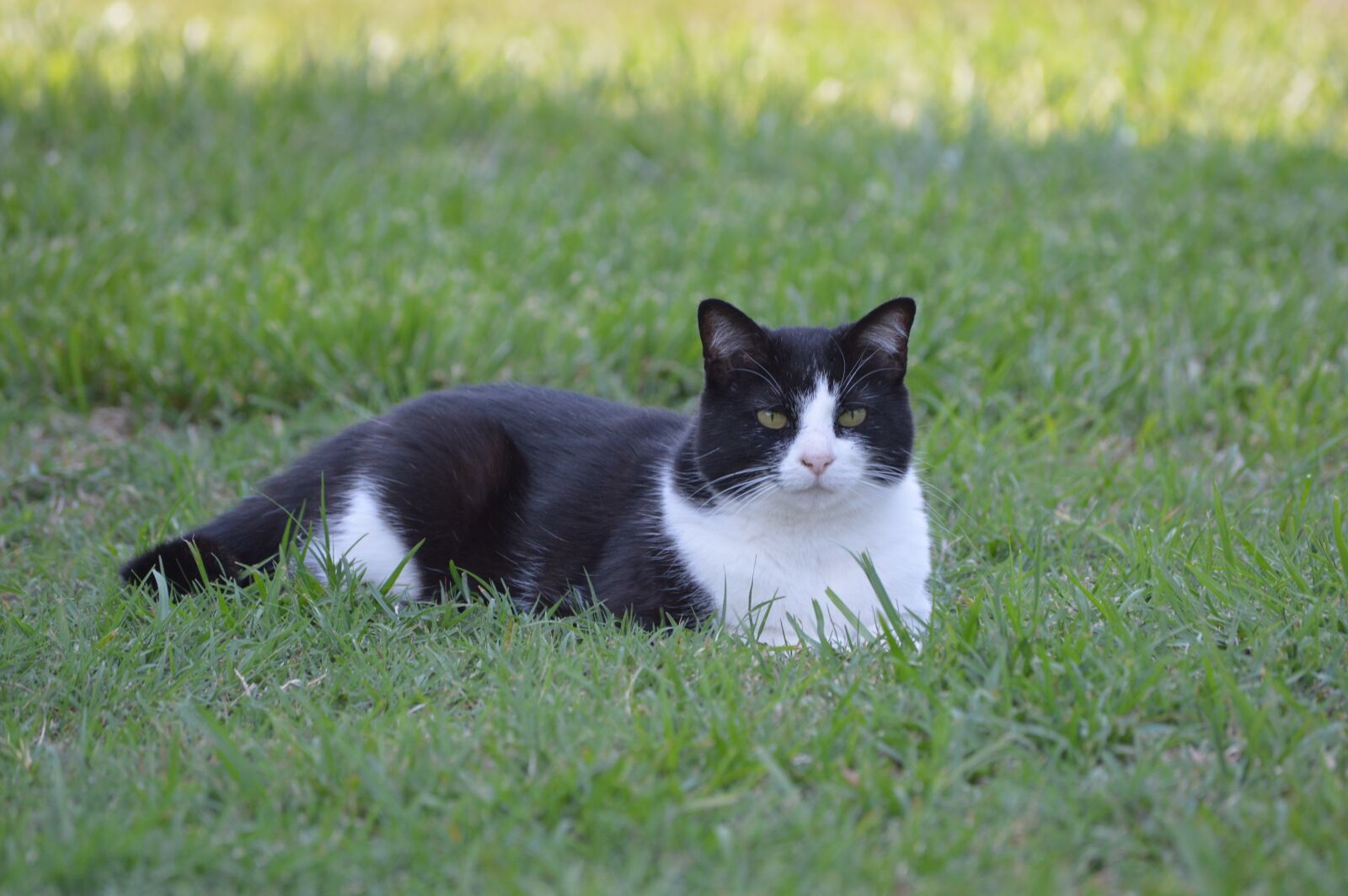 Nikon D3200 sample photo. Tuxedo, cat, adorable photography