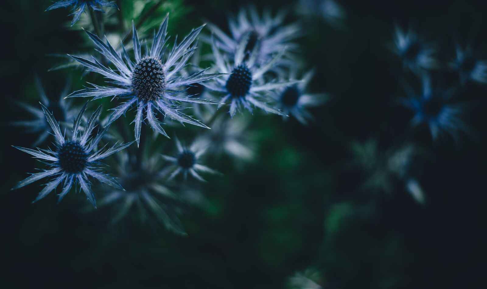 Nikon D4S sample photo. Bloom, blossom, flora photography