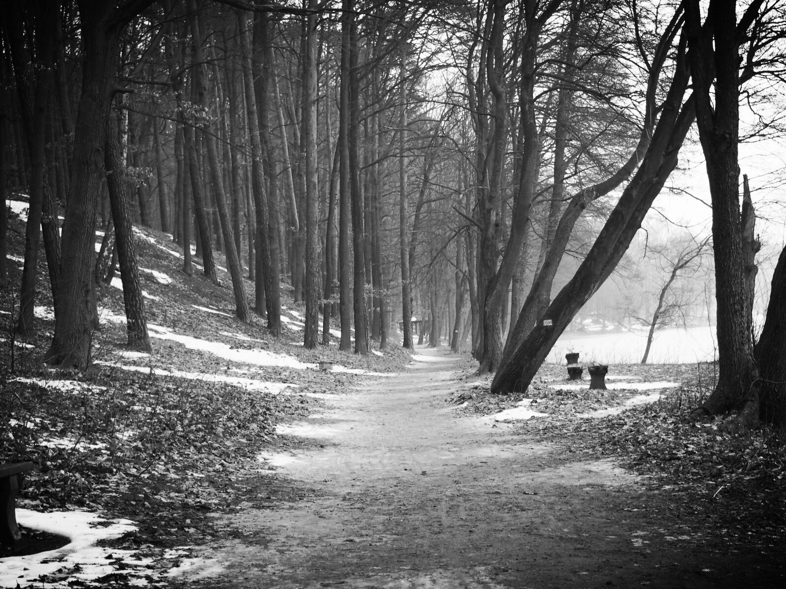 Olympus PEN E-PL6 sample photo. Winter, forest, snow photography