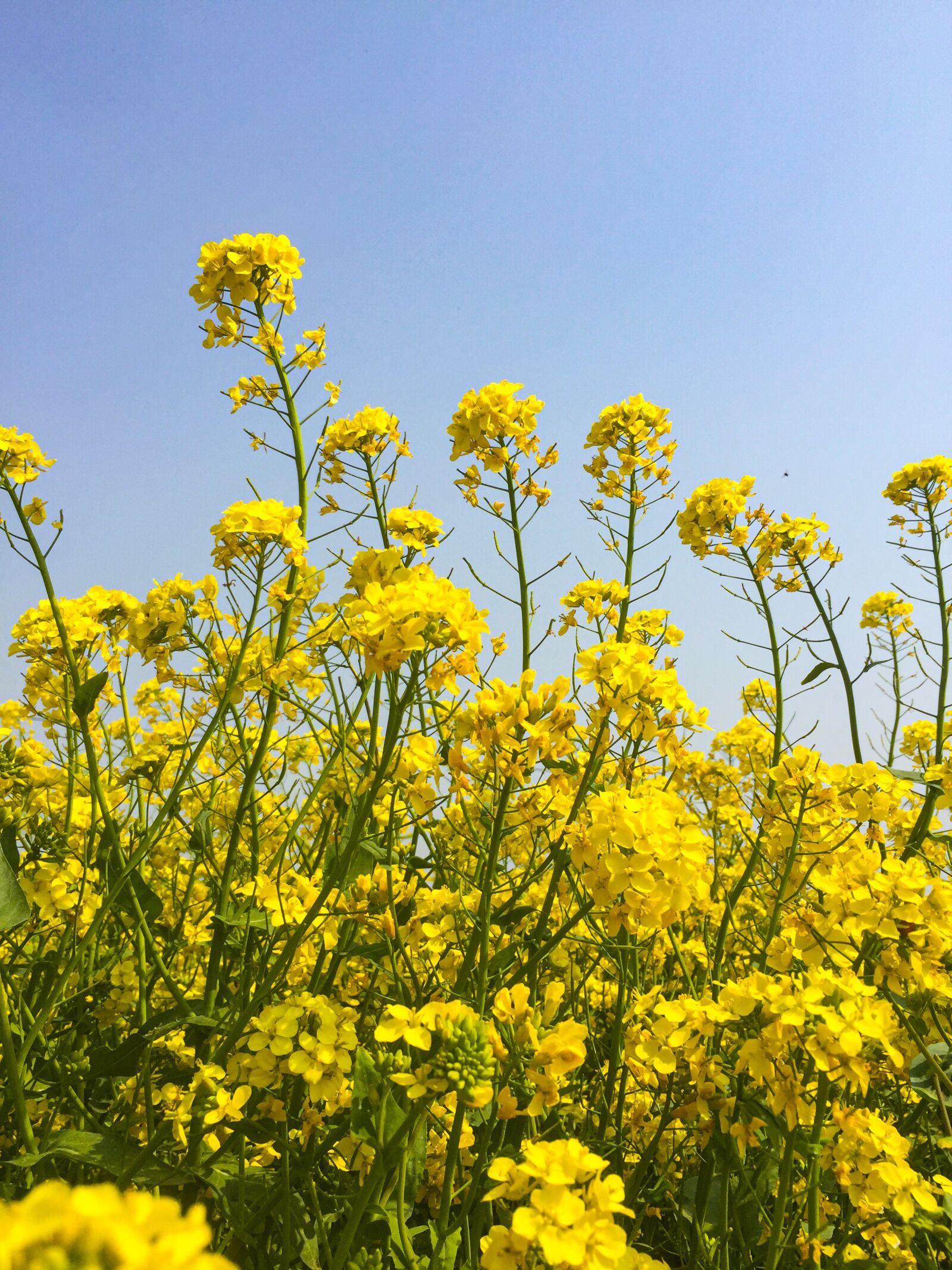 iPhone 6 back camera 4.15mm f/2.2 sample photo. Flower, sky, yellow photography