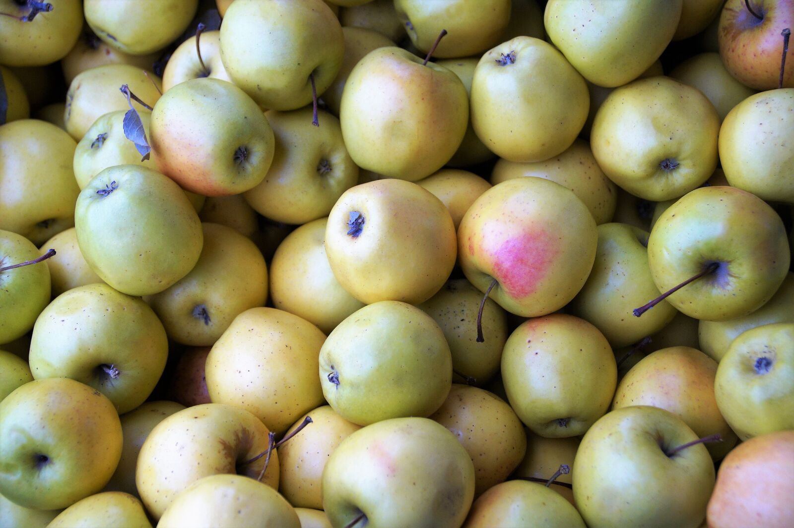 Sony SLT-A58 sample photo. Apples, harvested, stored photography