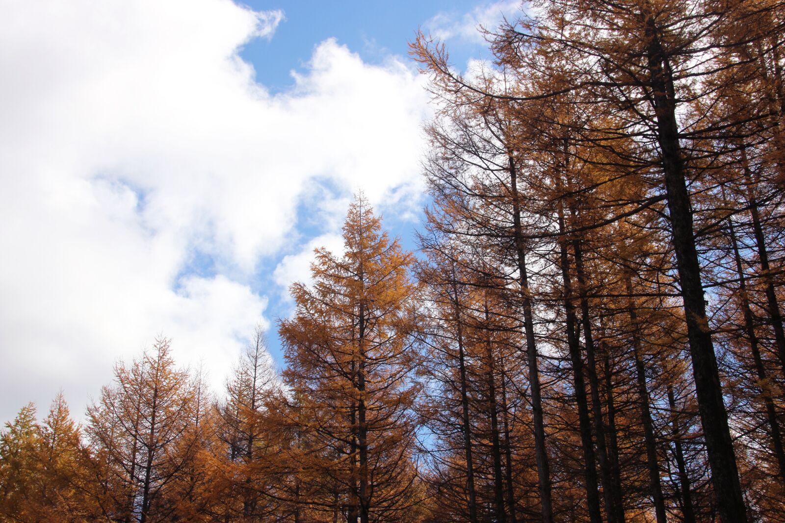 Canon EOS 70D sample photo. Plant, prairie tree farm photography