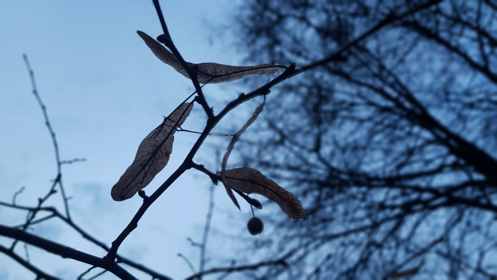 Samsung Galaxy S8 sample photo. Sky, blue, tree photography