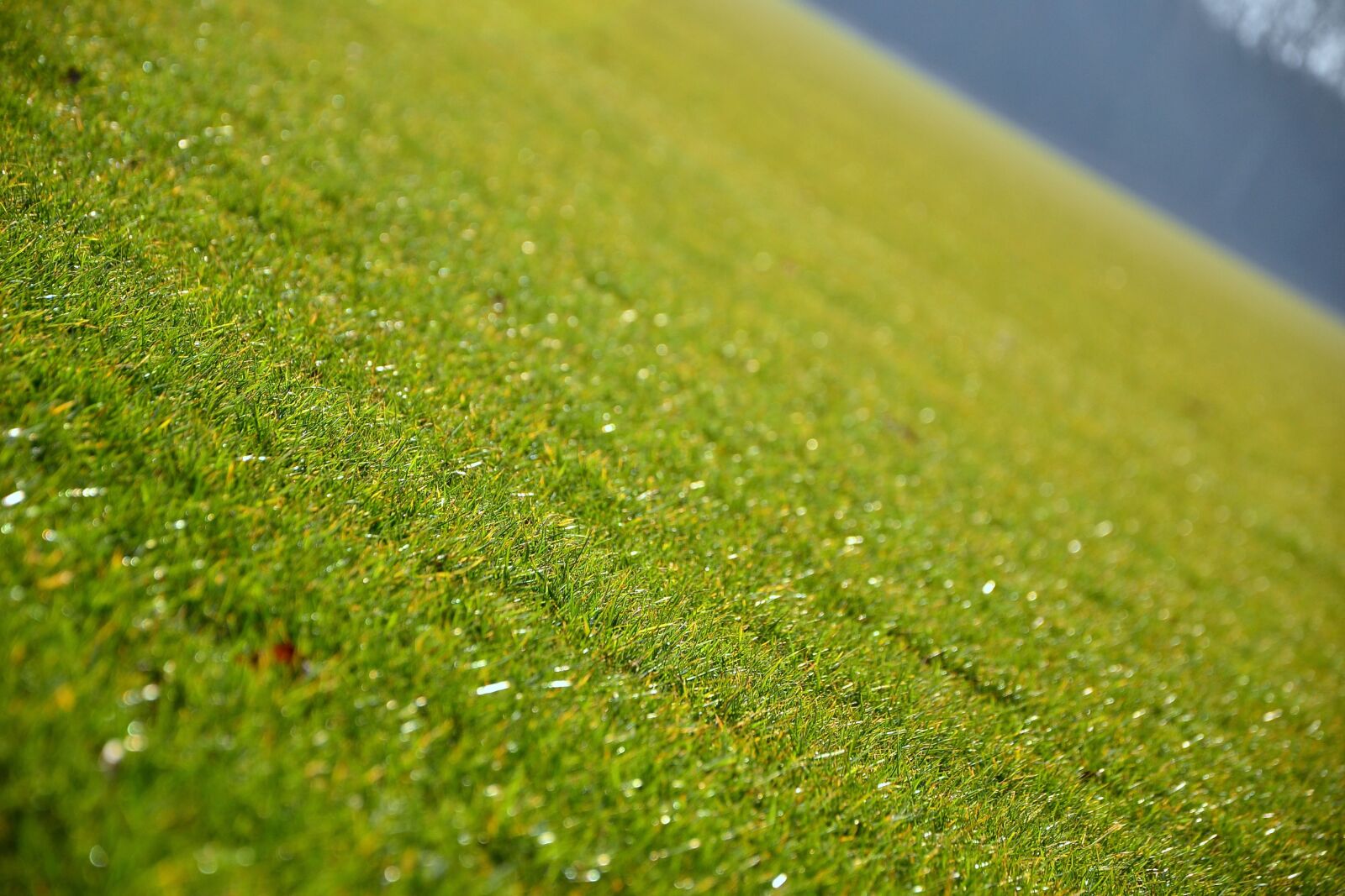 Nikon D3100 sample photo. Grass, lawn, green photography