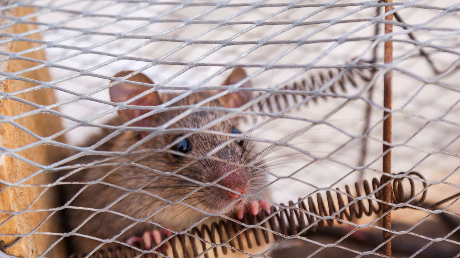 Sony Alpha DSLR-A200 sample photo. Animal, muse photography