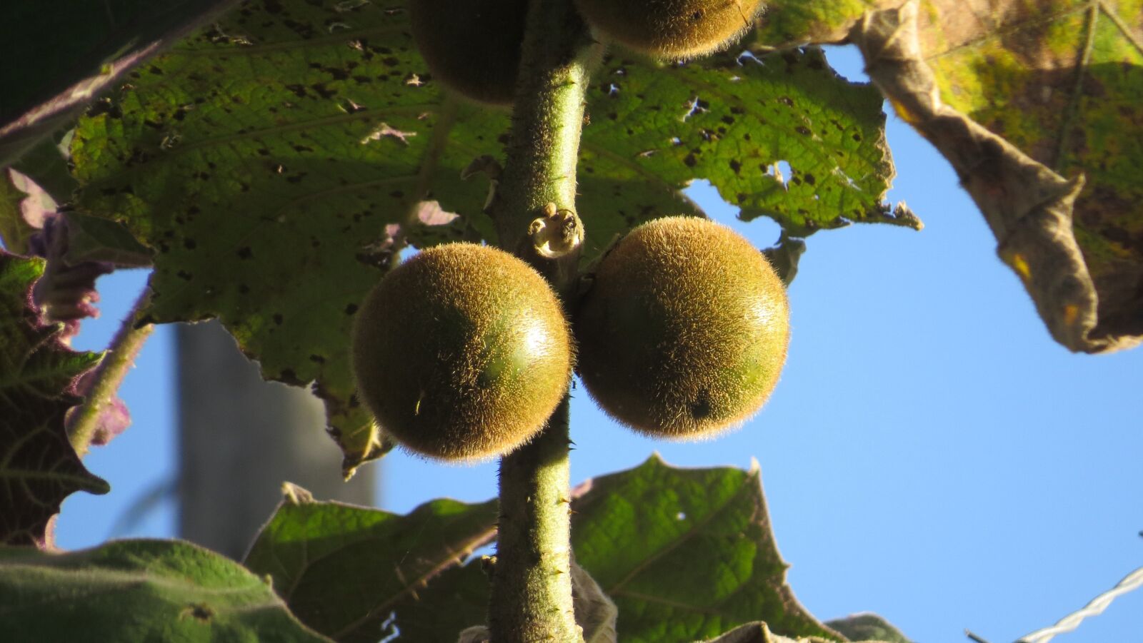Canon PowerShot SX50 HS sample photo. Nature, fruits, natural plants photography