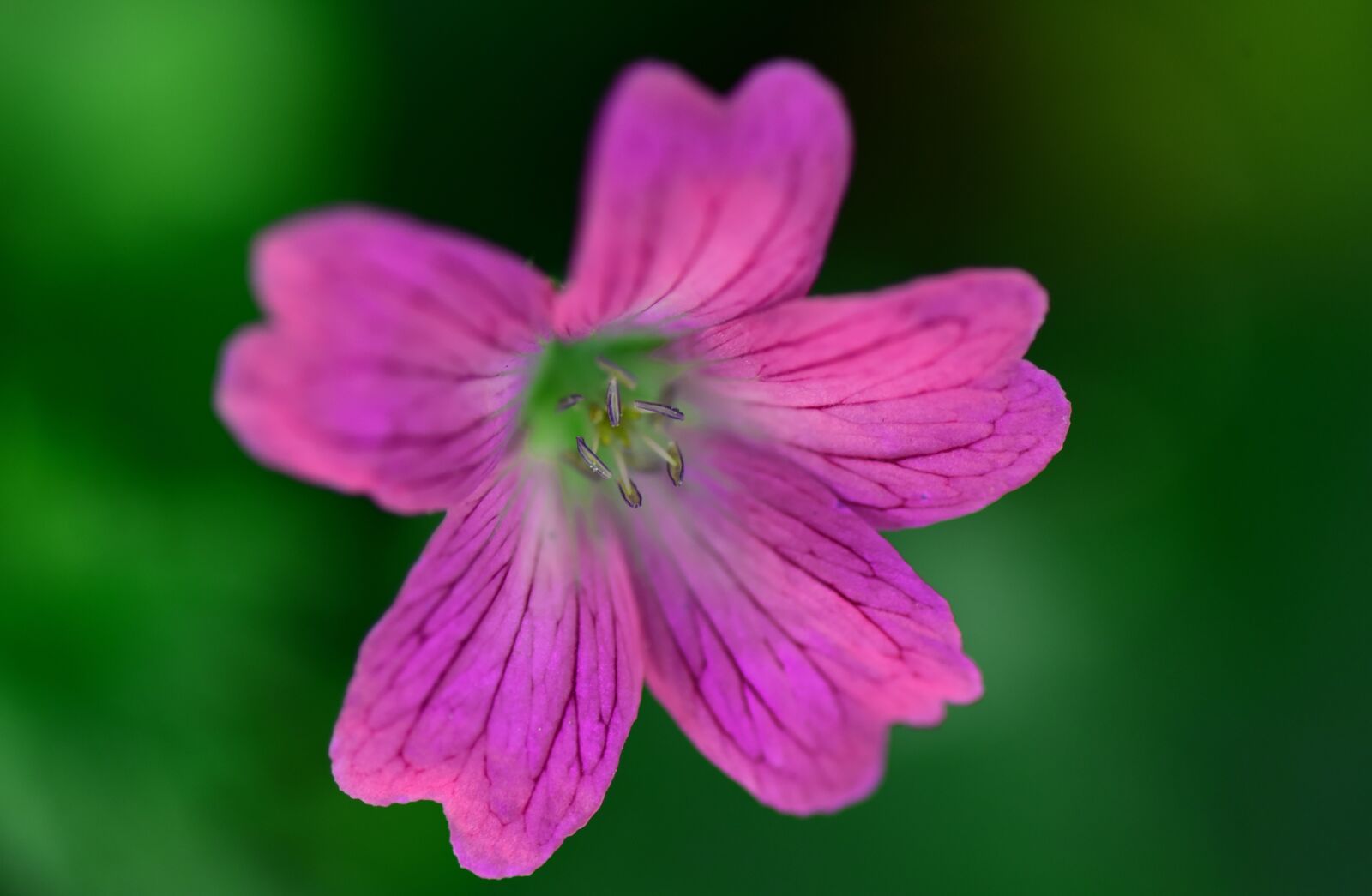 Nikon D750 sample photo. Pink flower, plant, petal photography