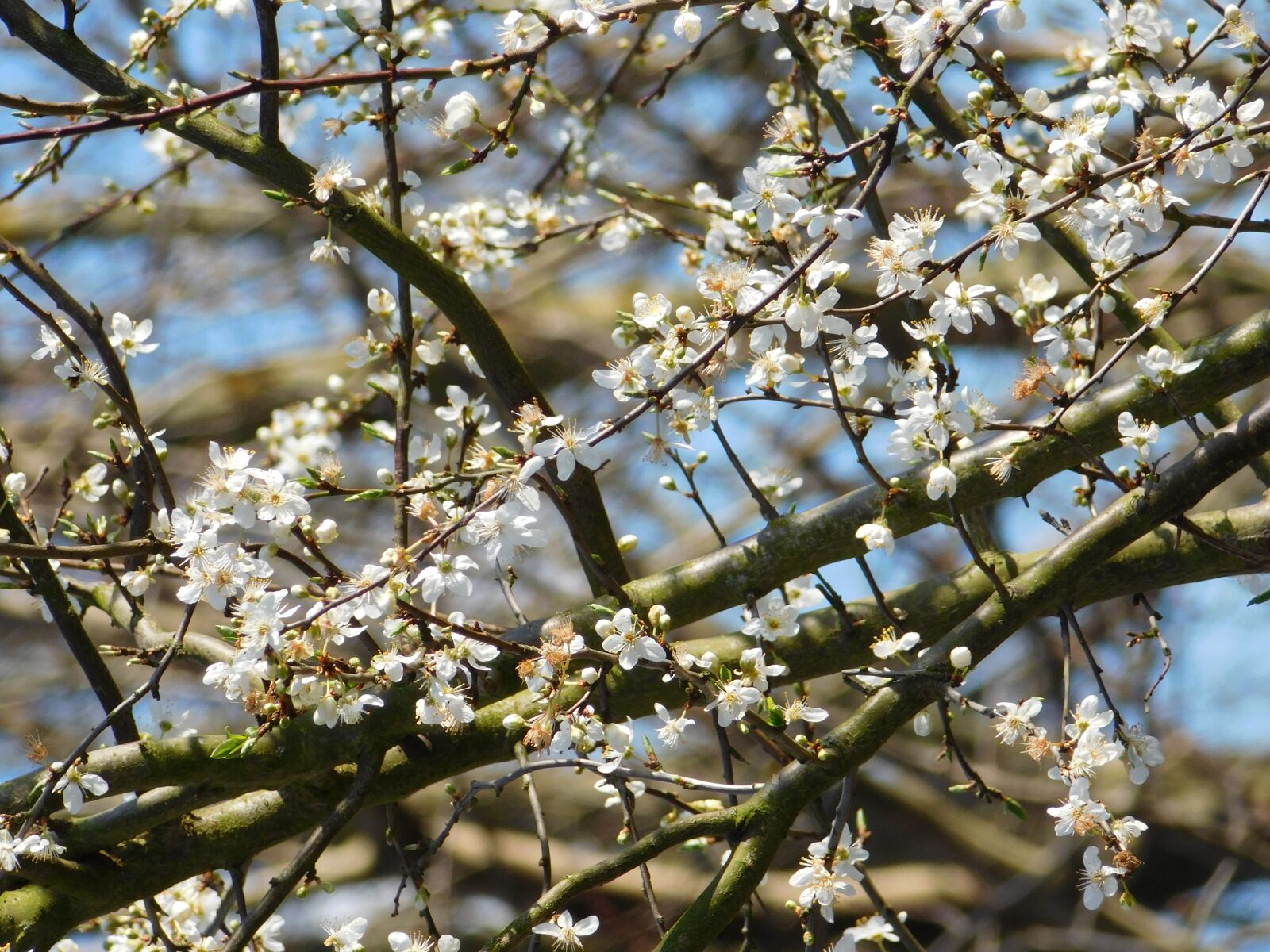 Nikon Coolpix L840 sample photo. Flowers, blooming tree, branches photography