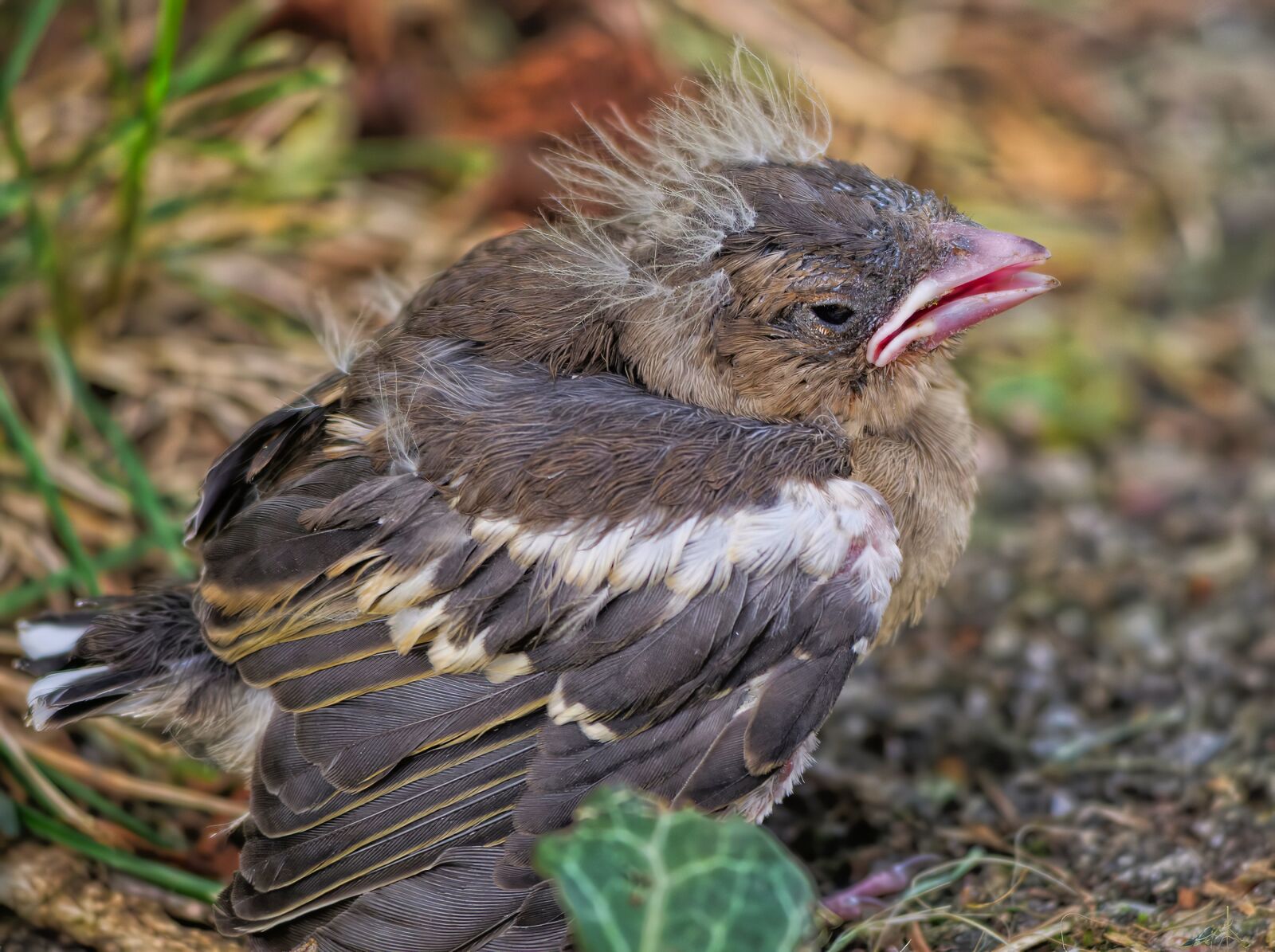 Panasonic Lumix DC-G9 sample photo. Chick, bird, little bird photography