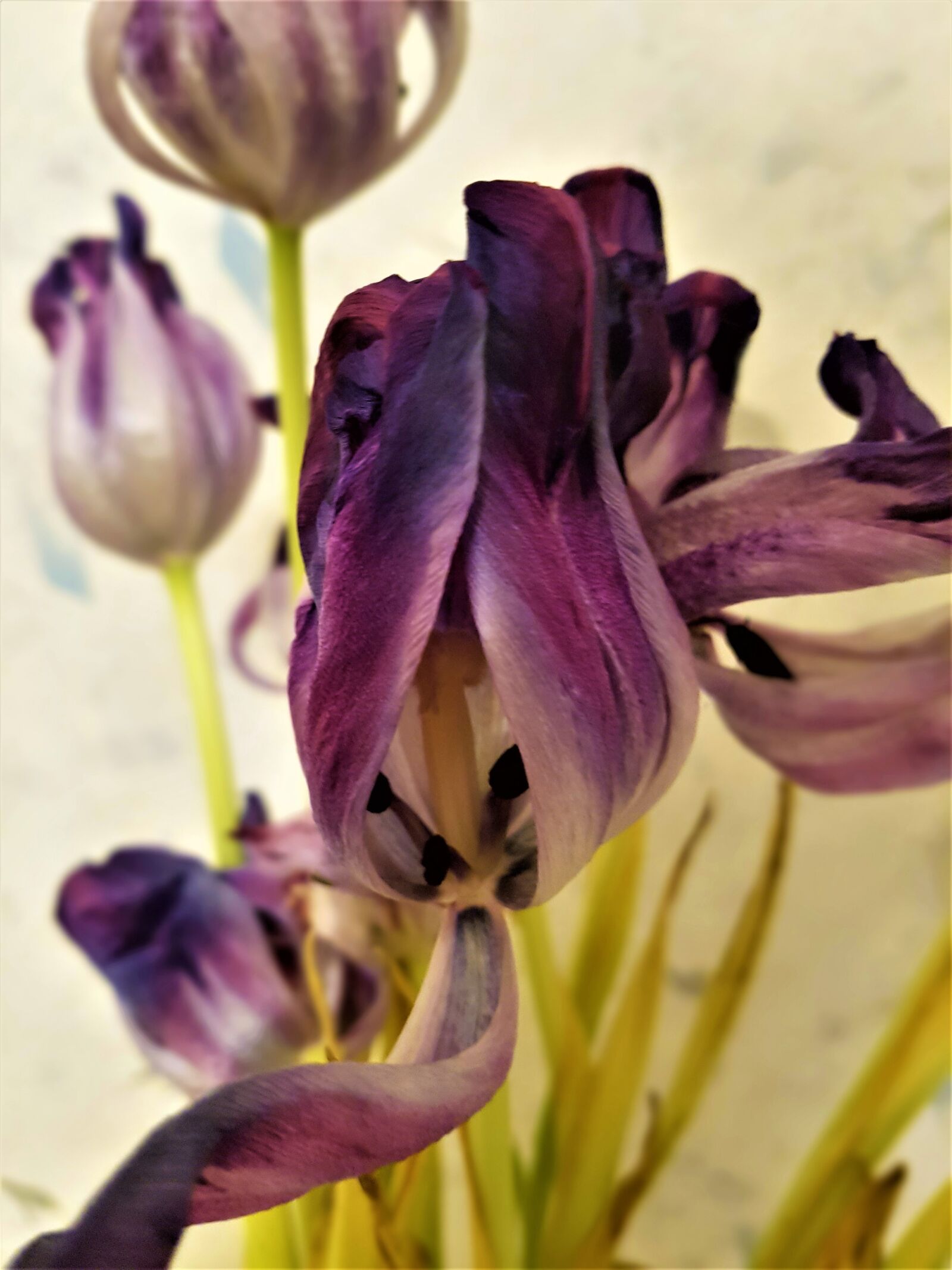 Samsung Galaxy S7 Edge sample photo. Tulip, flower, purple photography