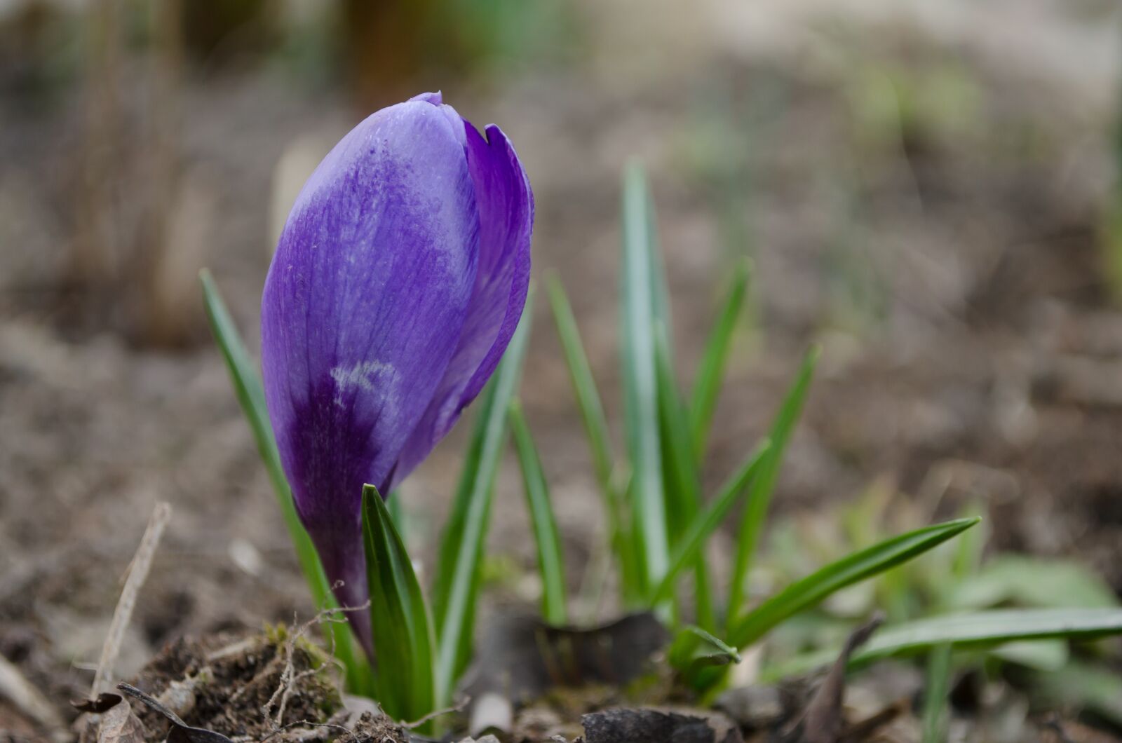 Nikon D5100 sample photo. Crocus, flower, spring photography