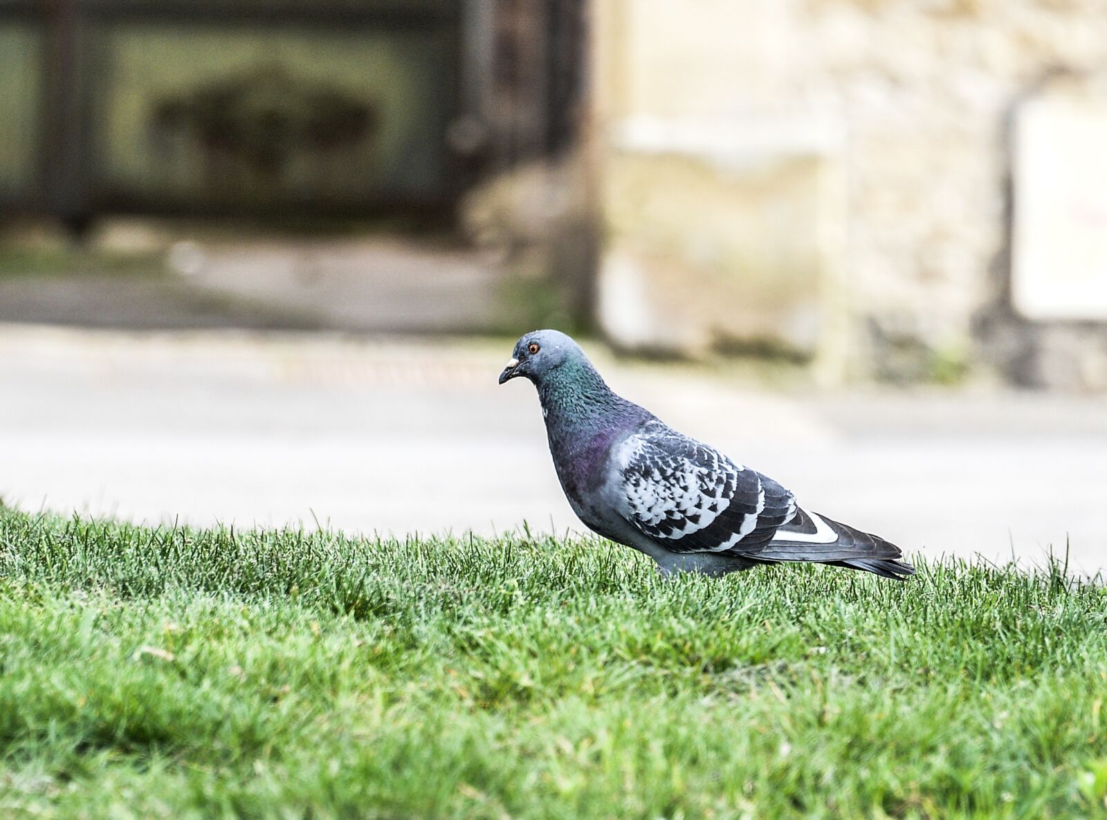 Nikon D800 sample photo. Volatile, pigeon, stolen photography
