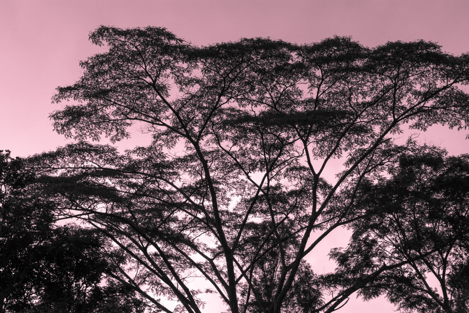 Nikon D5200 sample photo. Dawn, trees, sunset photography
