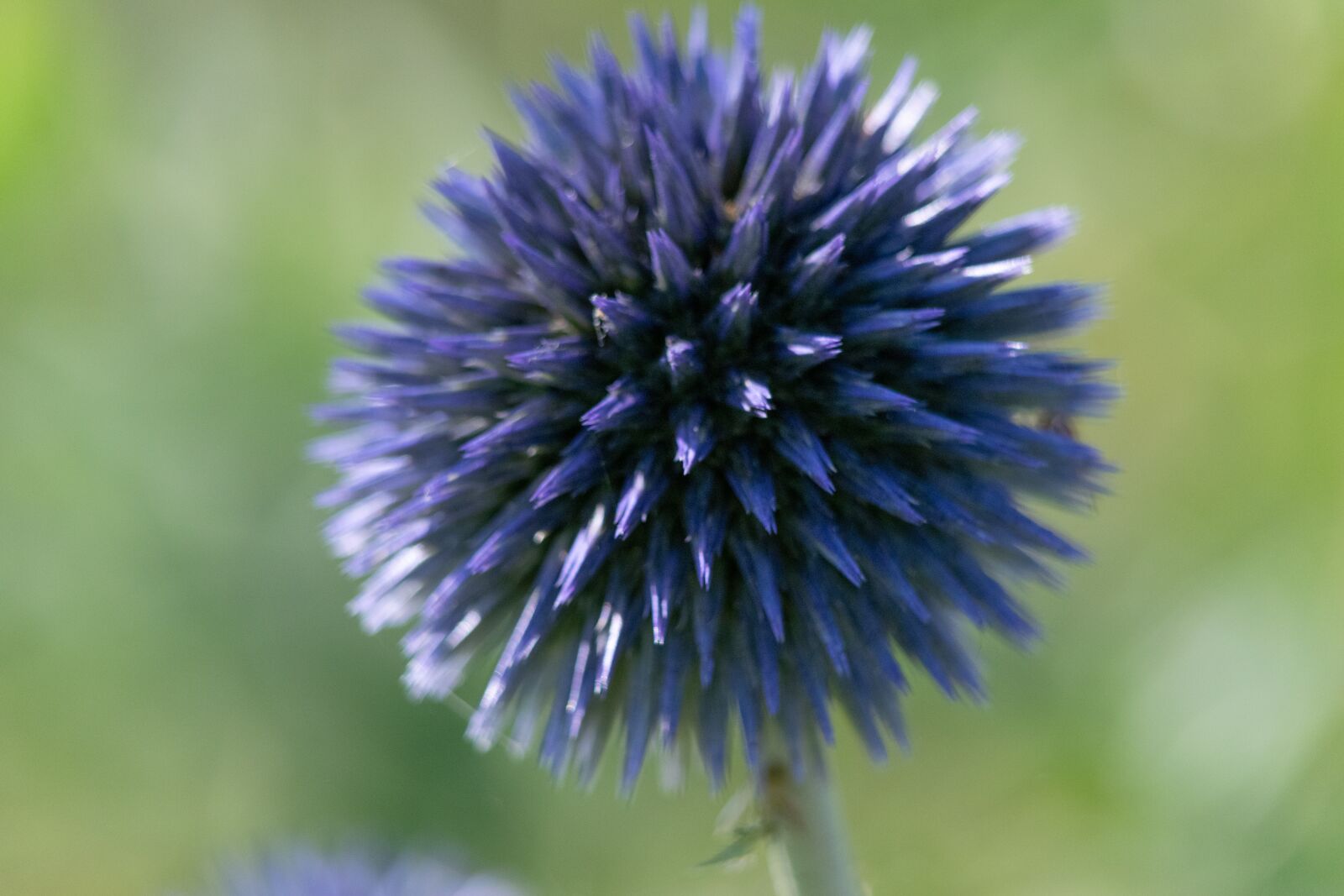 Nikon D3300 sample photo. Flower, garden, flowers photography