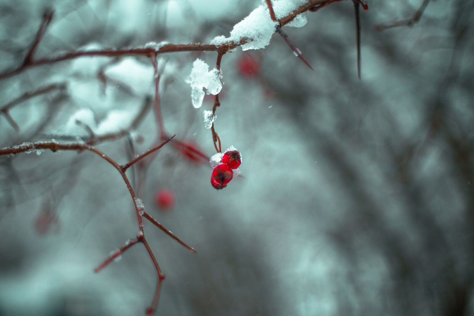 Canon EOS 6D + Canon EF 50mm F1.4 USM sample photo. Nature, branch, winter photography