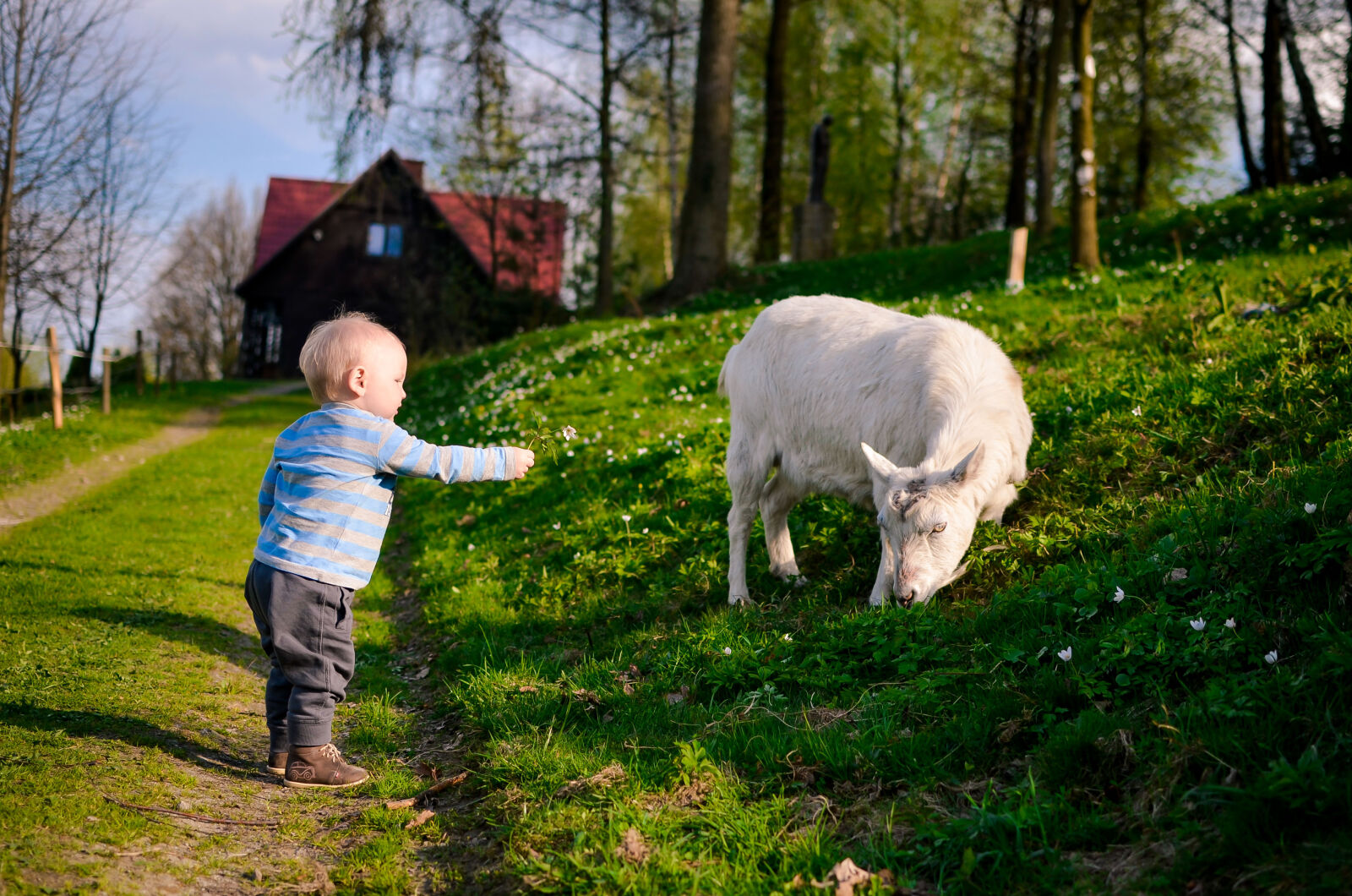 Nikon D5100 + Nikon AF-S DX Nikkor 35mm F1.8G sample photo. Baby, feeding, goat photography