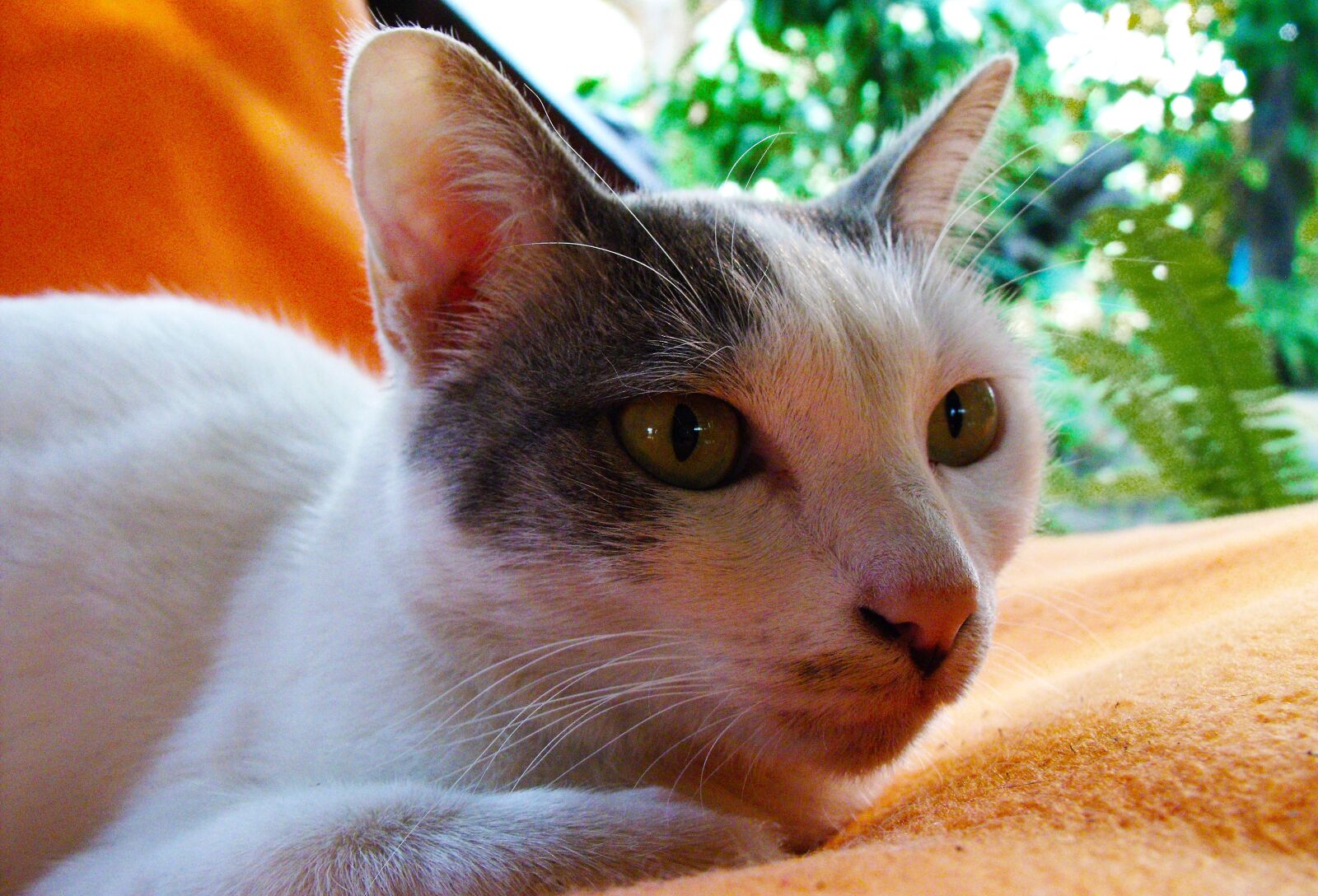 Fujifilm FinePix S1000fd sample photo. Cat, pet, animal photography