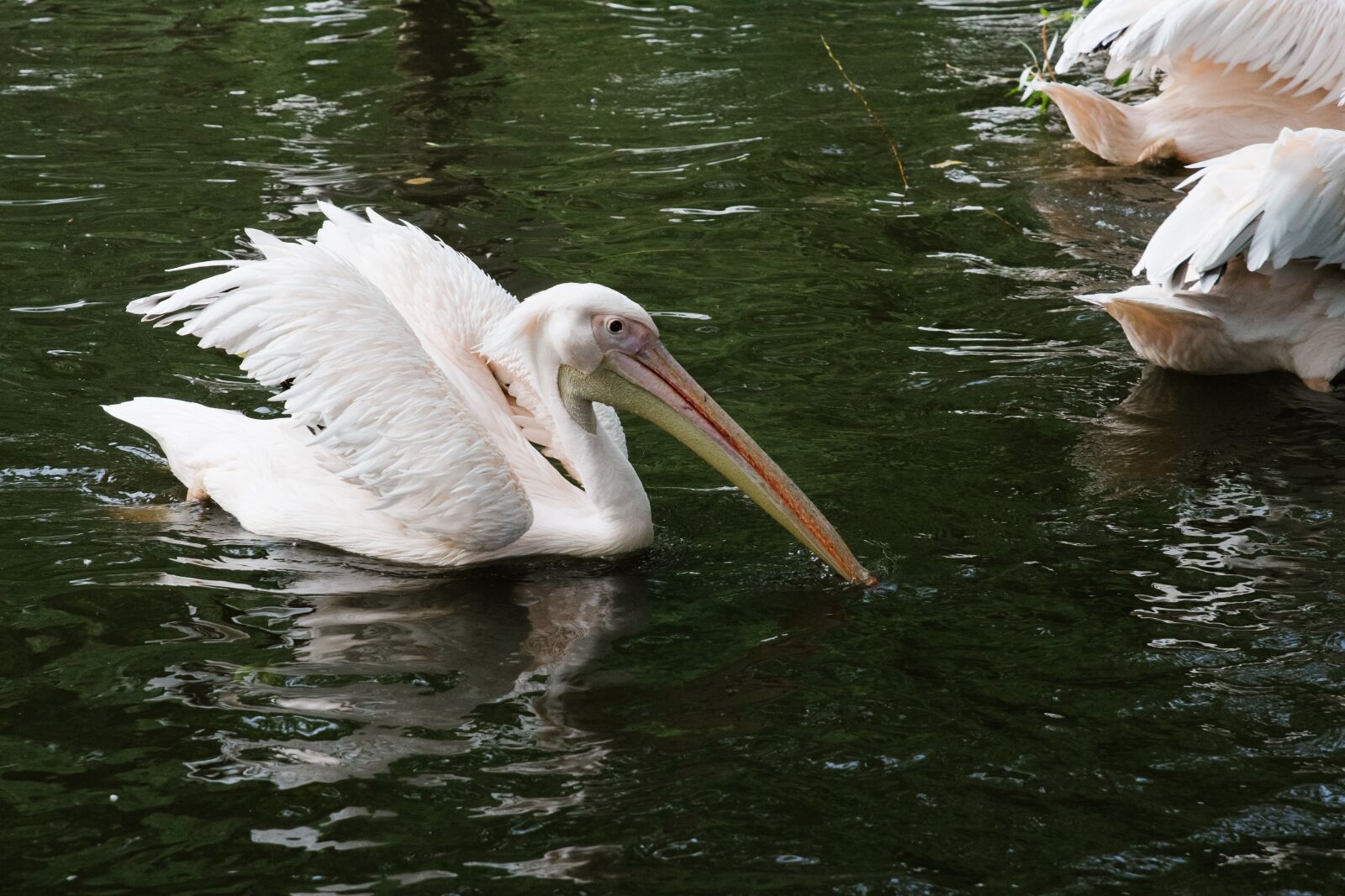 Canon EOS 60D sample photo. Pelican, white pelican, zoo photography