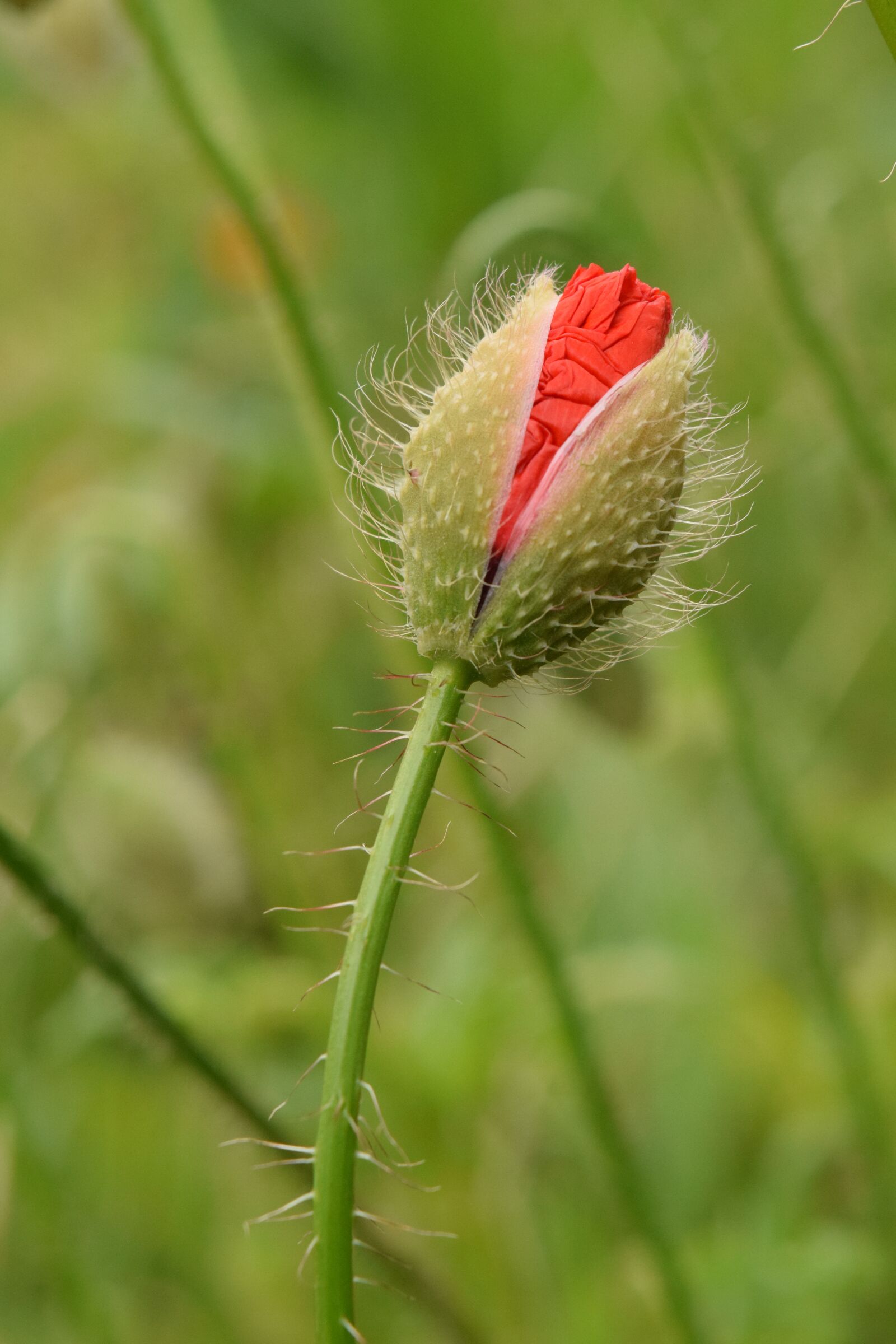 Nikon D3300 sample photo. Poppy, bud, plant photography