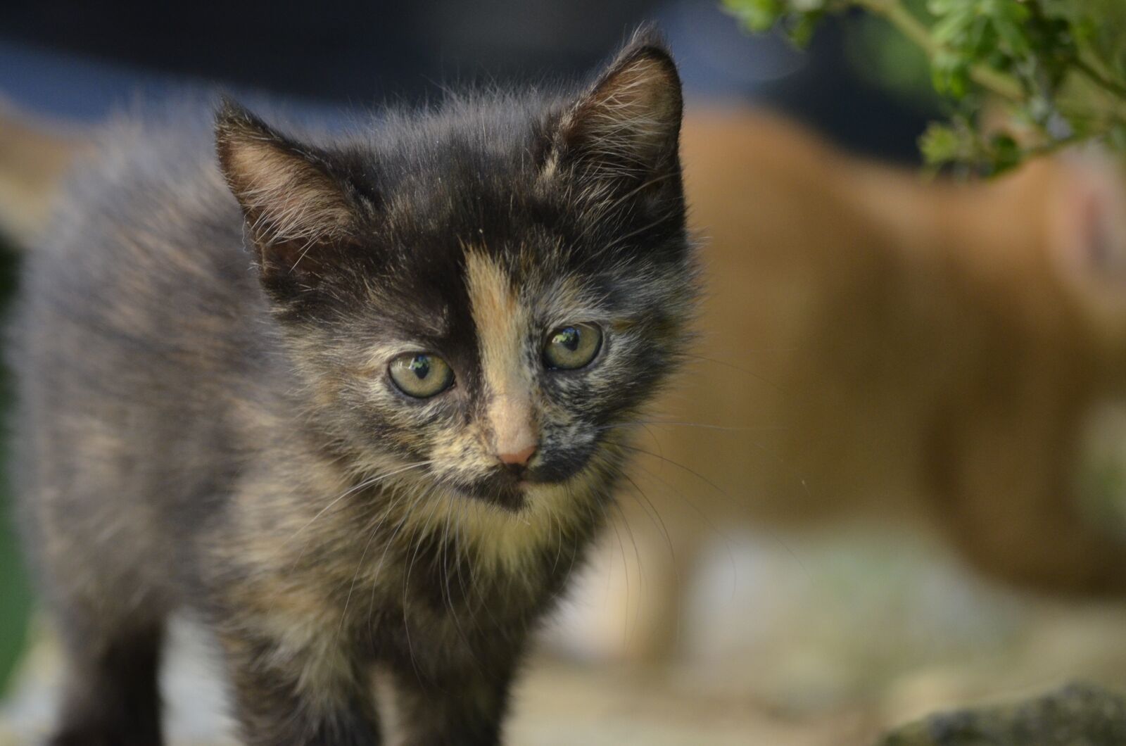 Nikon D5100 sample photo. Cat, small cat, nature photography