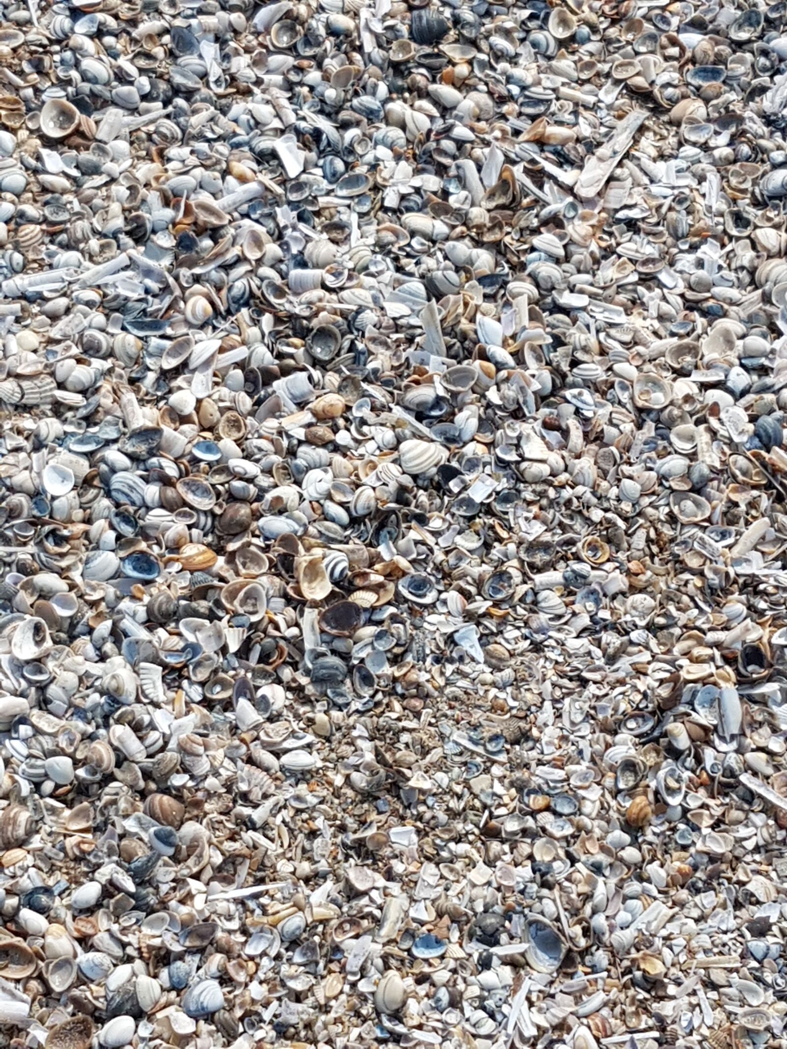 Samsung SM-G930F sample photo. Shell, beach, seashell photography
