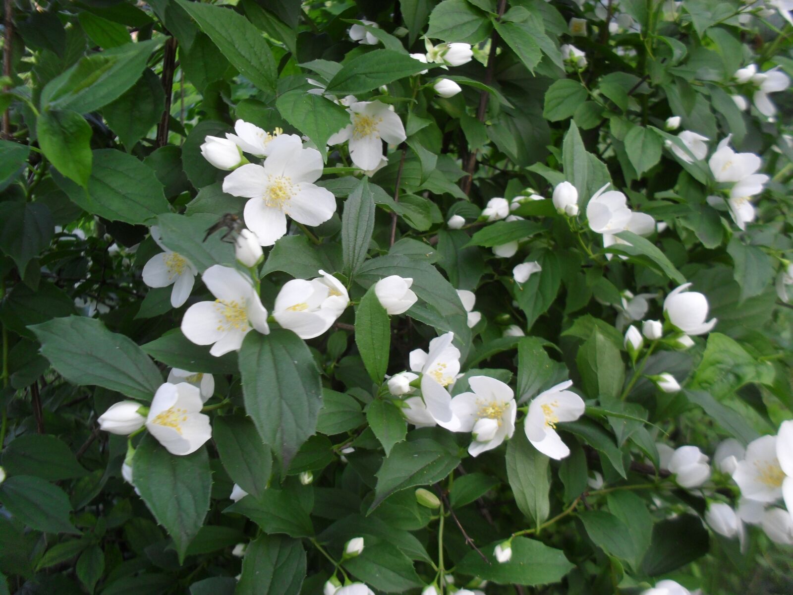 Samsung ES60 / VLUU ES60 /  SL105 /  ES63 sample photo. Jasmine, white, flowers photography