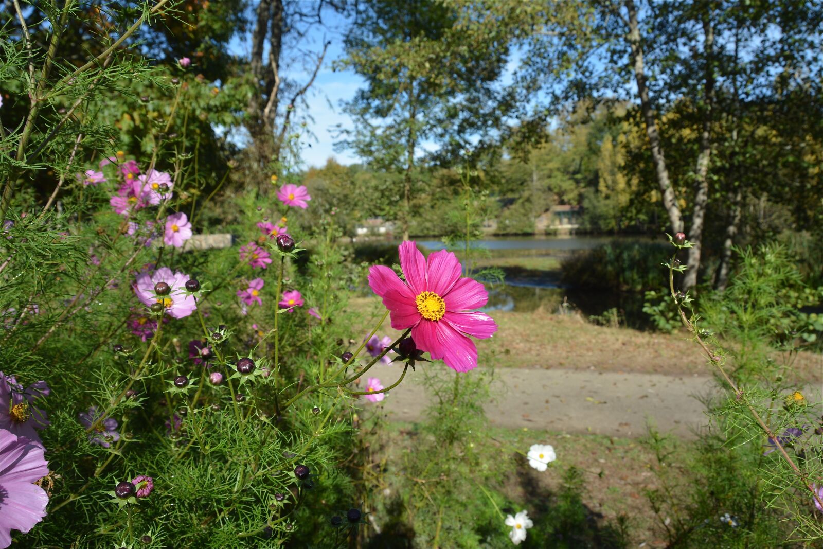 Nikon D7100 sample photo. Flower, pink, nature photography
