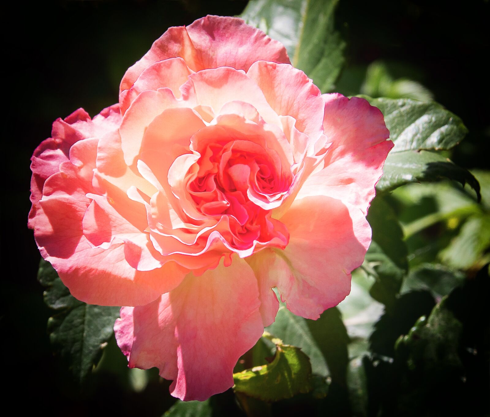 Canon EOS 80D sample photo. Rose, blossom, bloom photography