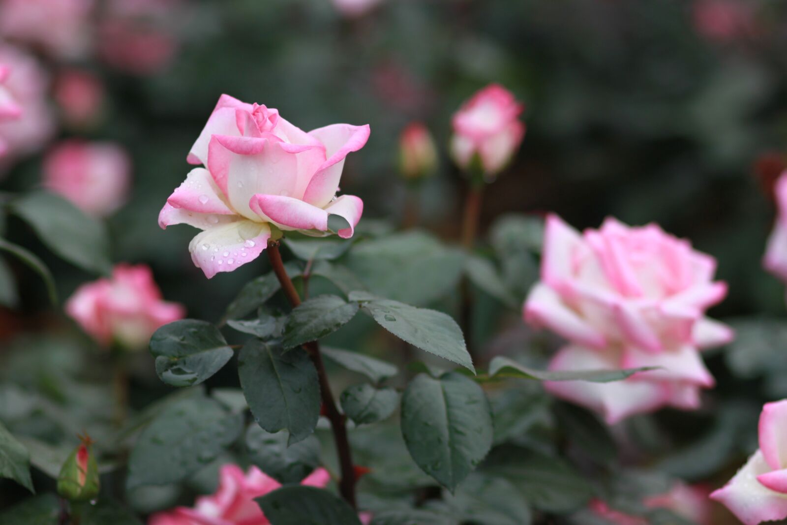 Canon EOS 500D (EOS Rebel T1i / EOS Kiss X3) sample photo. Flowers, nature, plants photography