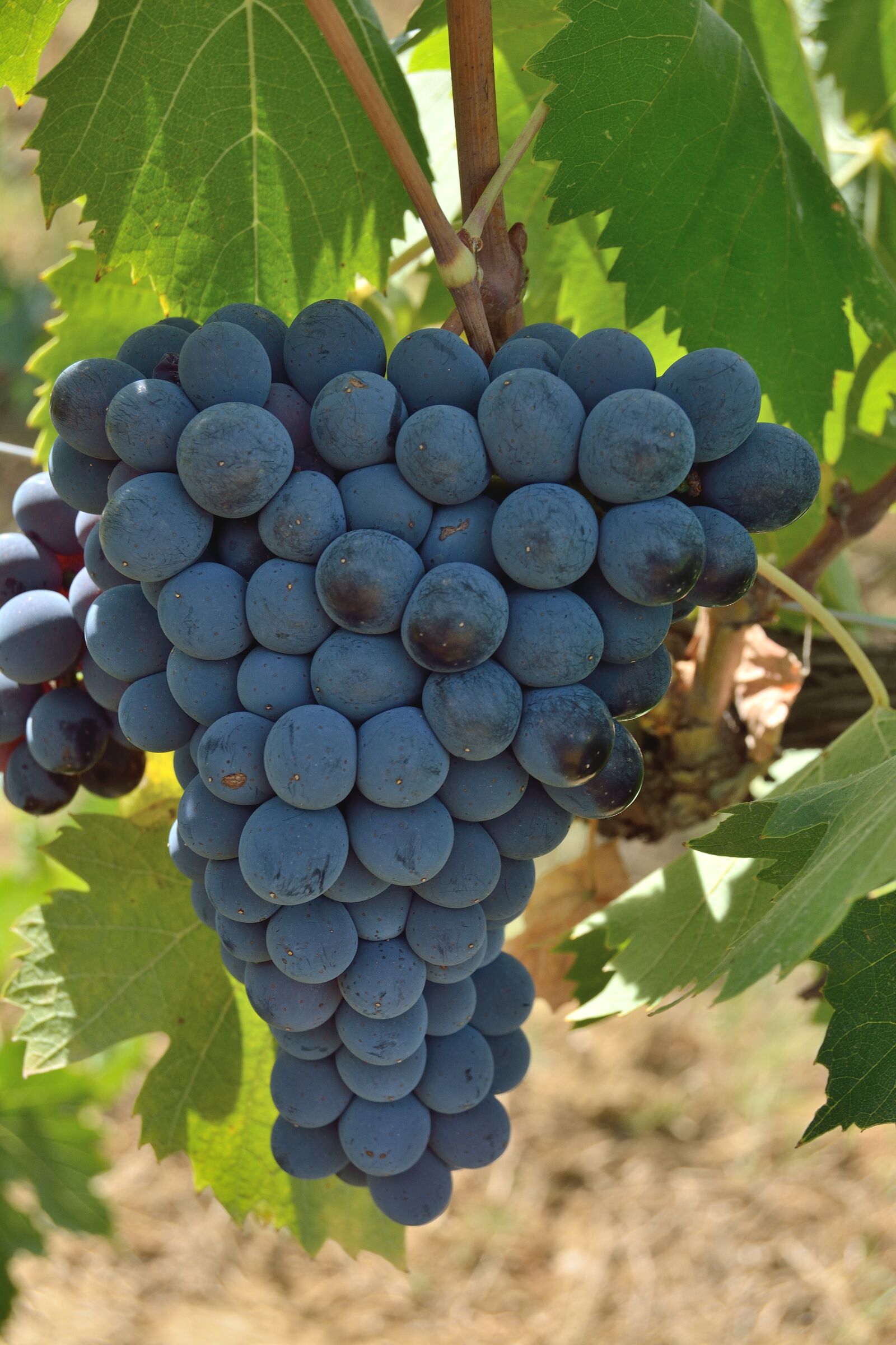 Nikon D5200 sample photo. Grapes, bunch, red photography