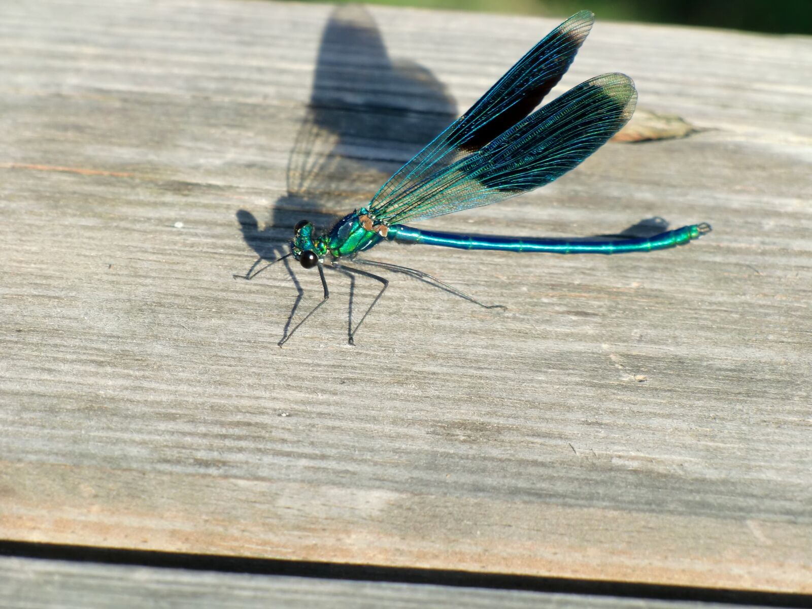 CASIO EX-H10 sample photo. Dragonfly, wing, blue photography