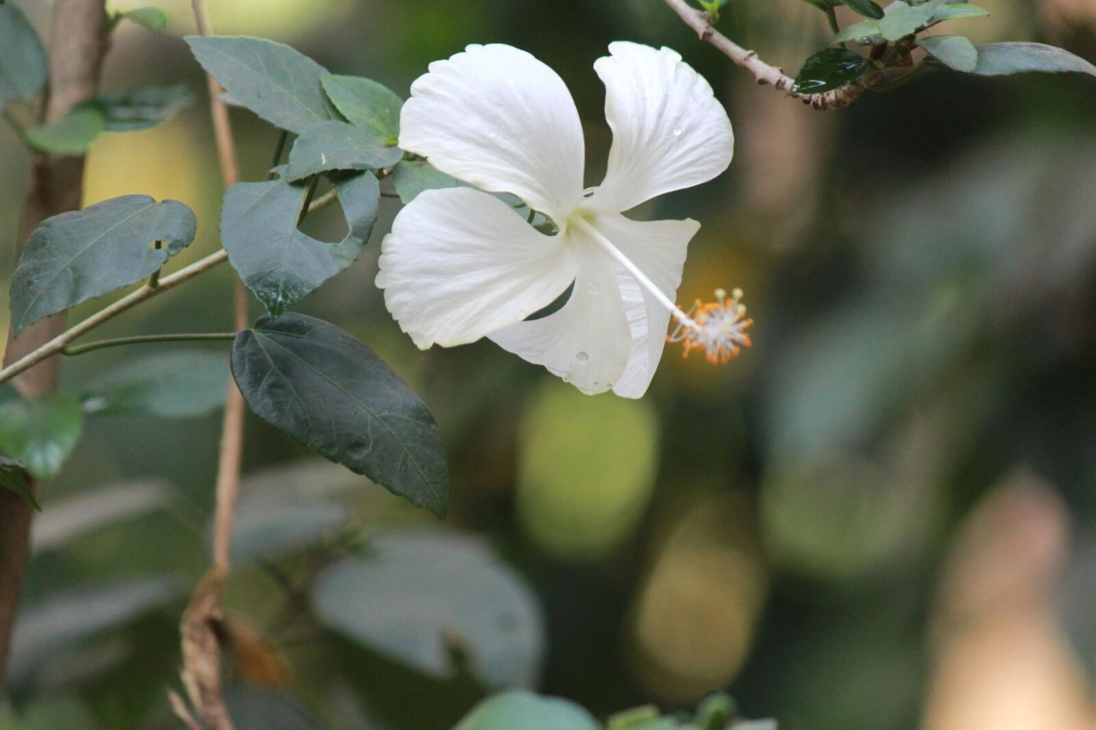 Canon EOS 600D (Rebel EOS T3i / EOS Kiss X5) sample photo. White flower, branch, flower photography