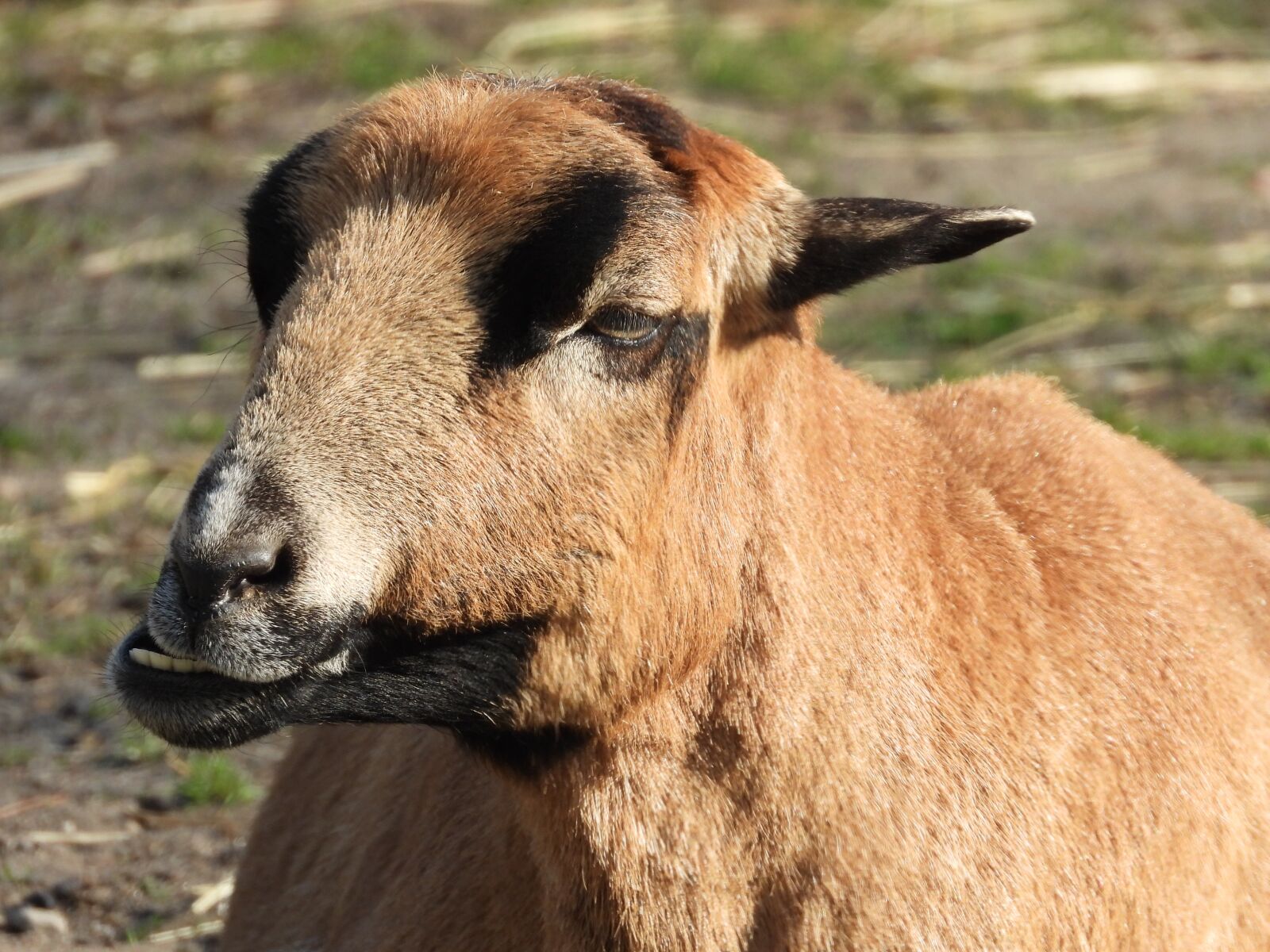 Nikon Coolpix P1000 sample photo. Animal, goat, mammal photography