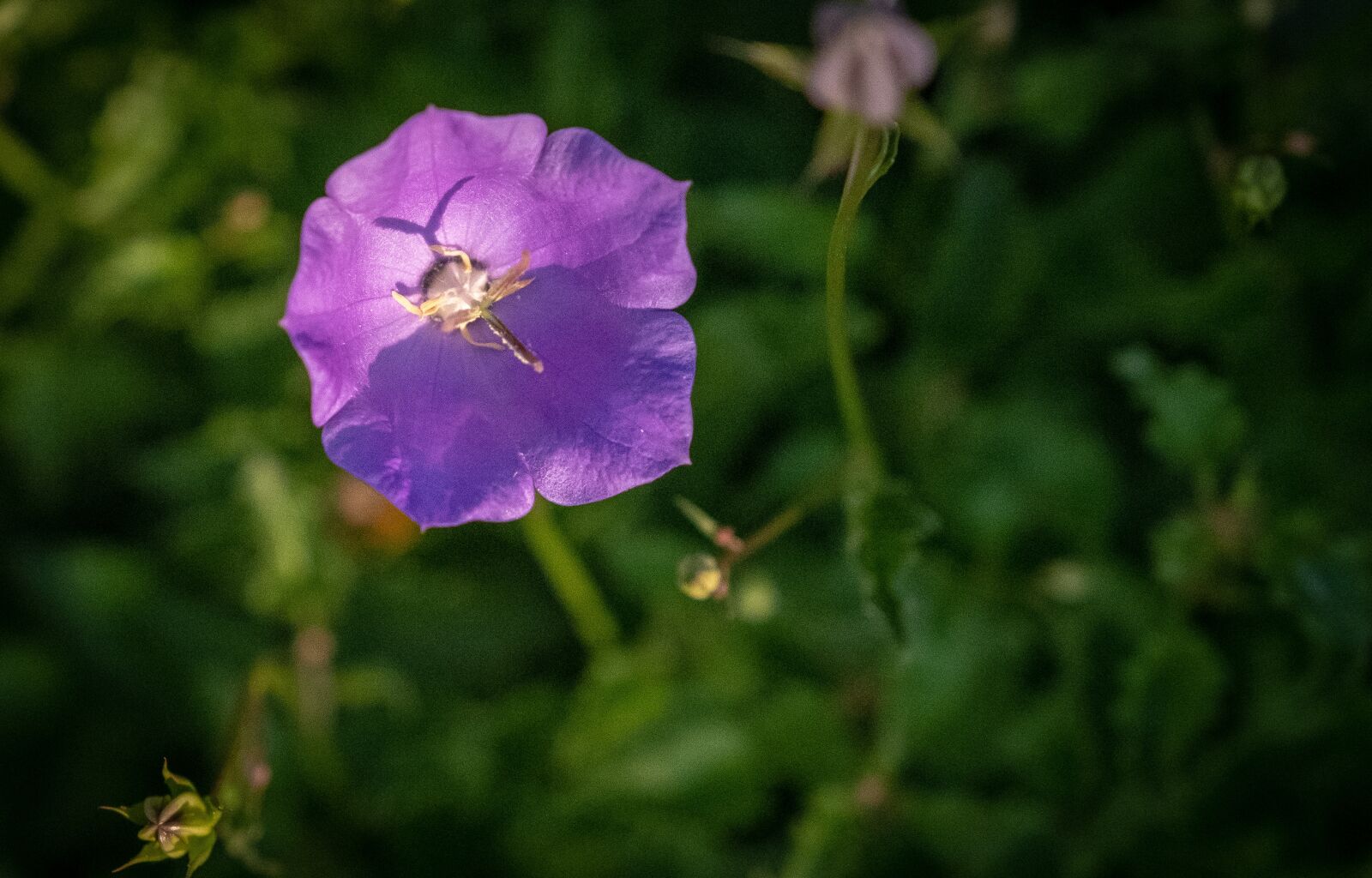 Fujifilm XF 16-55mm F2.8 R LM WR sample photo. Bud, blossom, bloom photography
