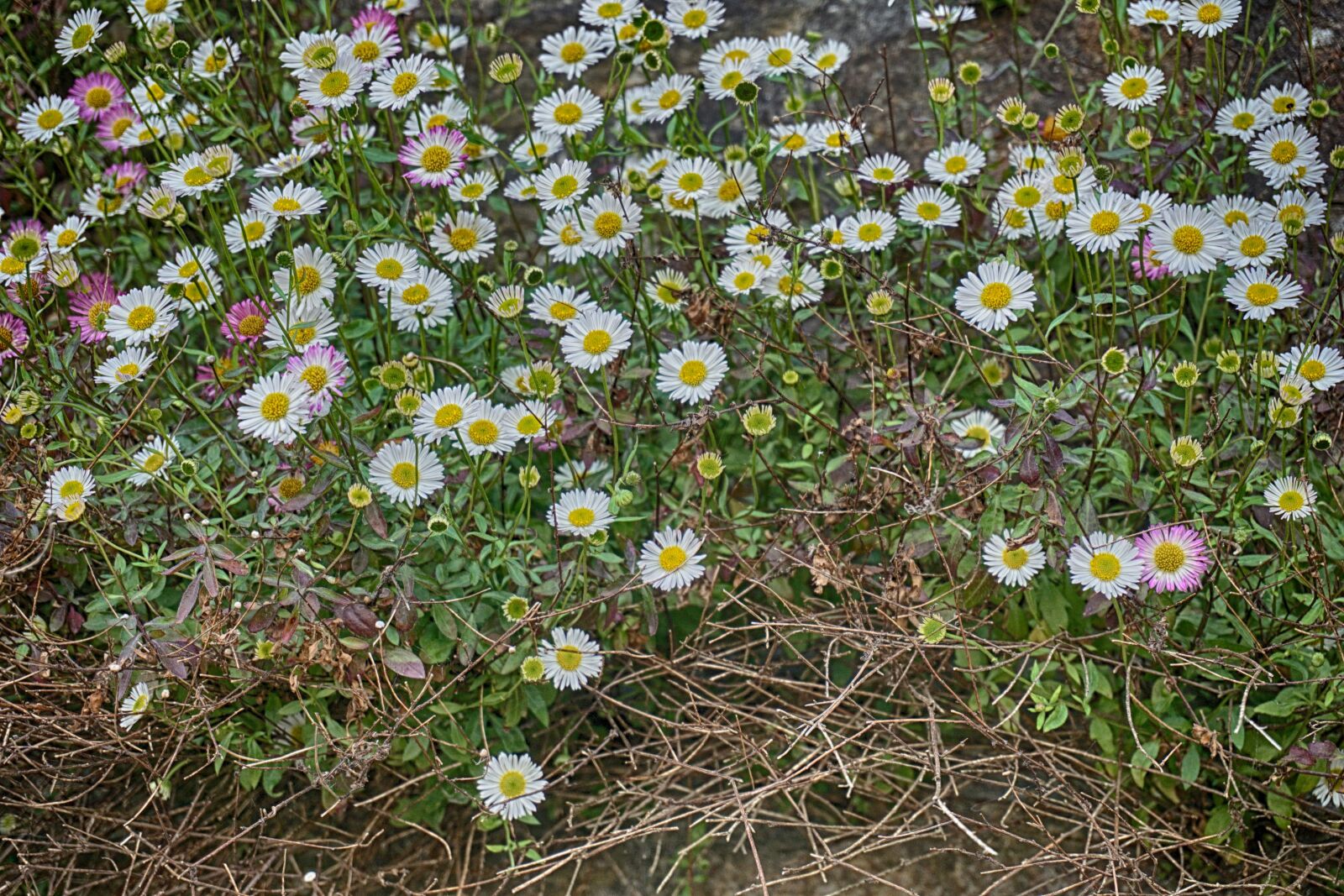 Sony a6000 sample photo. Flowers, daisies, nature photography