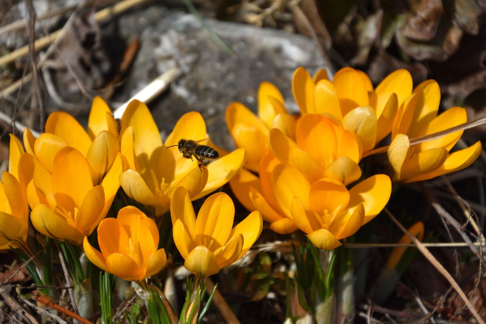 Nikon D3400 sample photo. Crocus, spring, bee photography