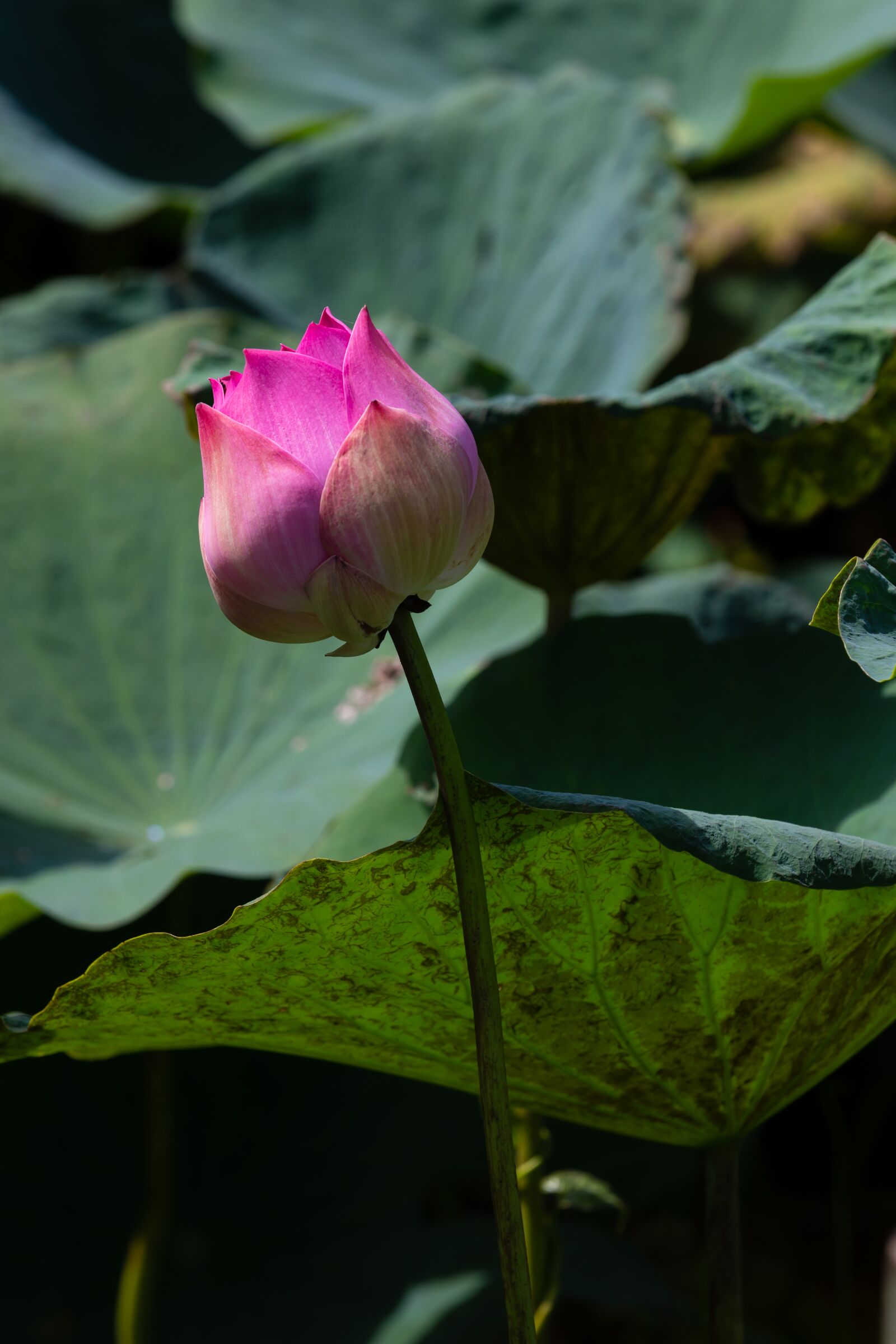 Canon EOS 5D Mark IV sample photo. Lotus flowers, lotus, beautiful photography