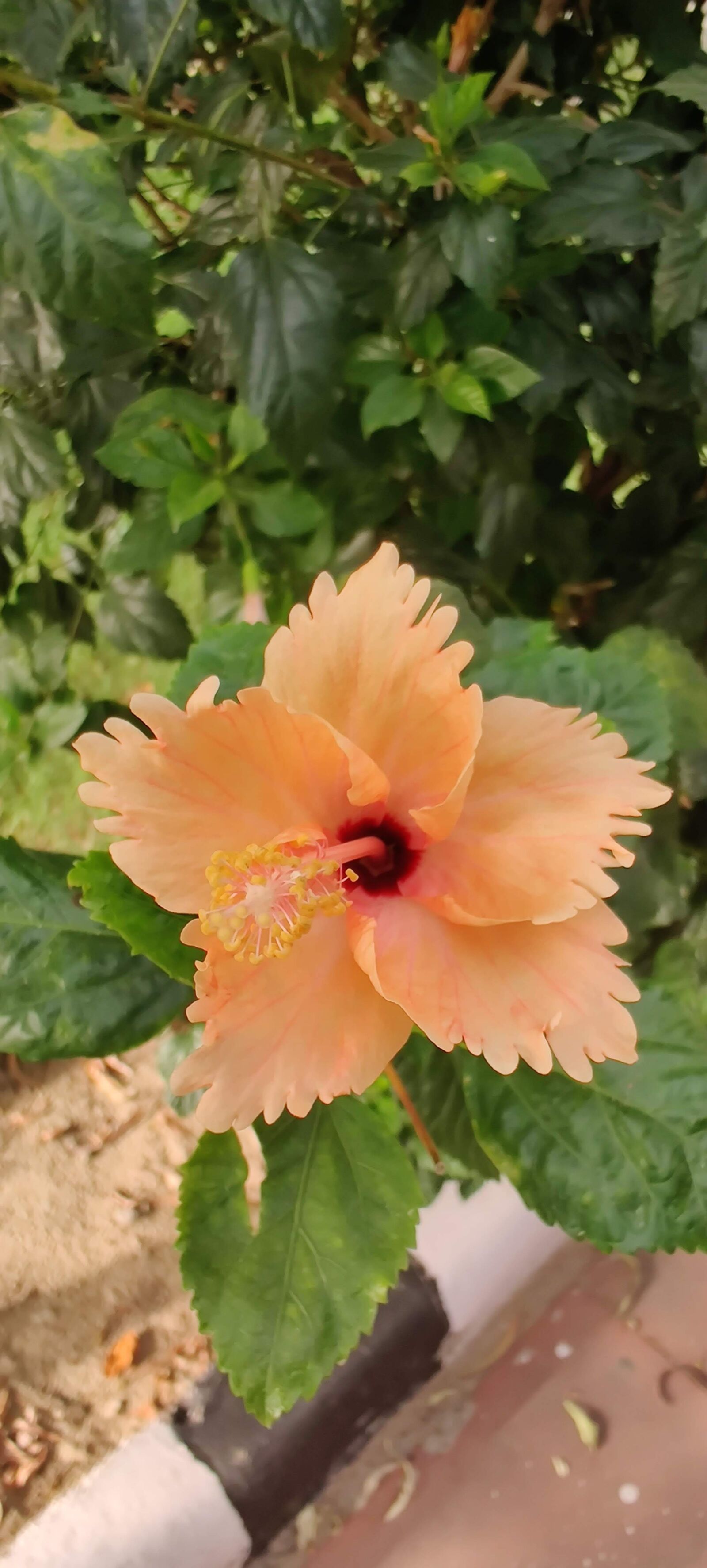 OnePlus HD1901 sample photo. Flower, summer, nature photography