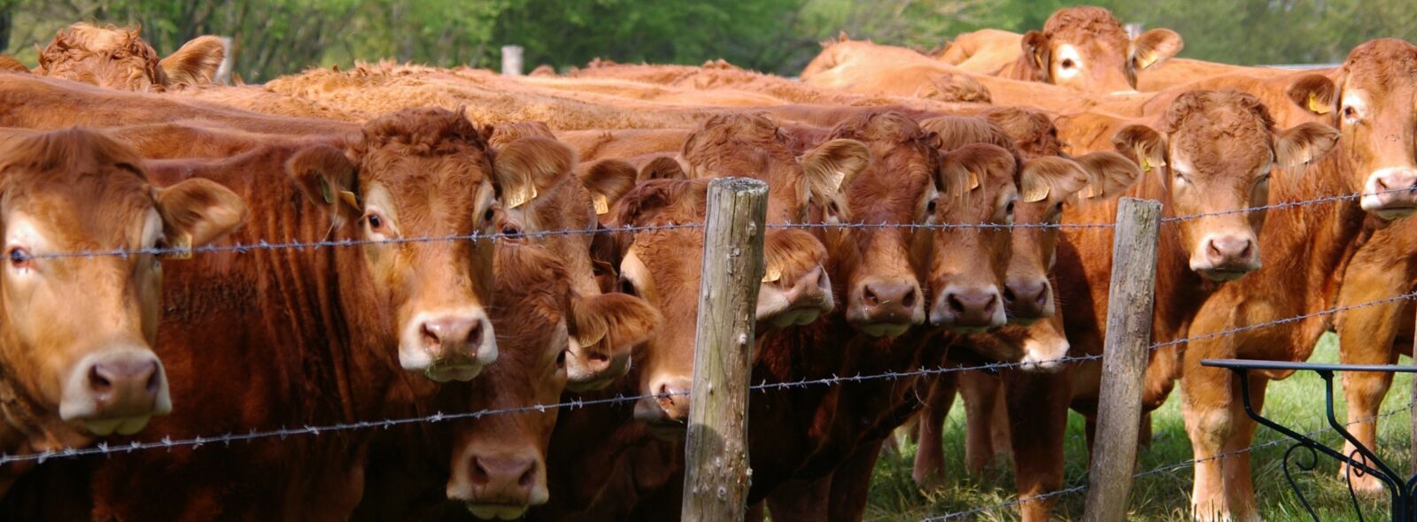 Pentax *ist DL sample photo. Herd, cows, prairie photography