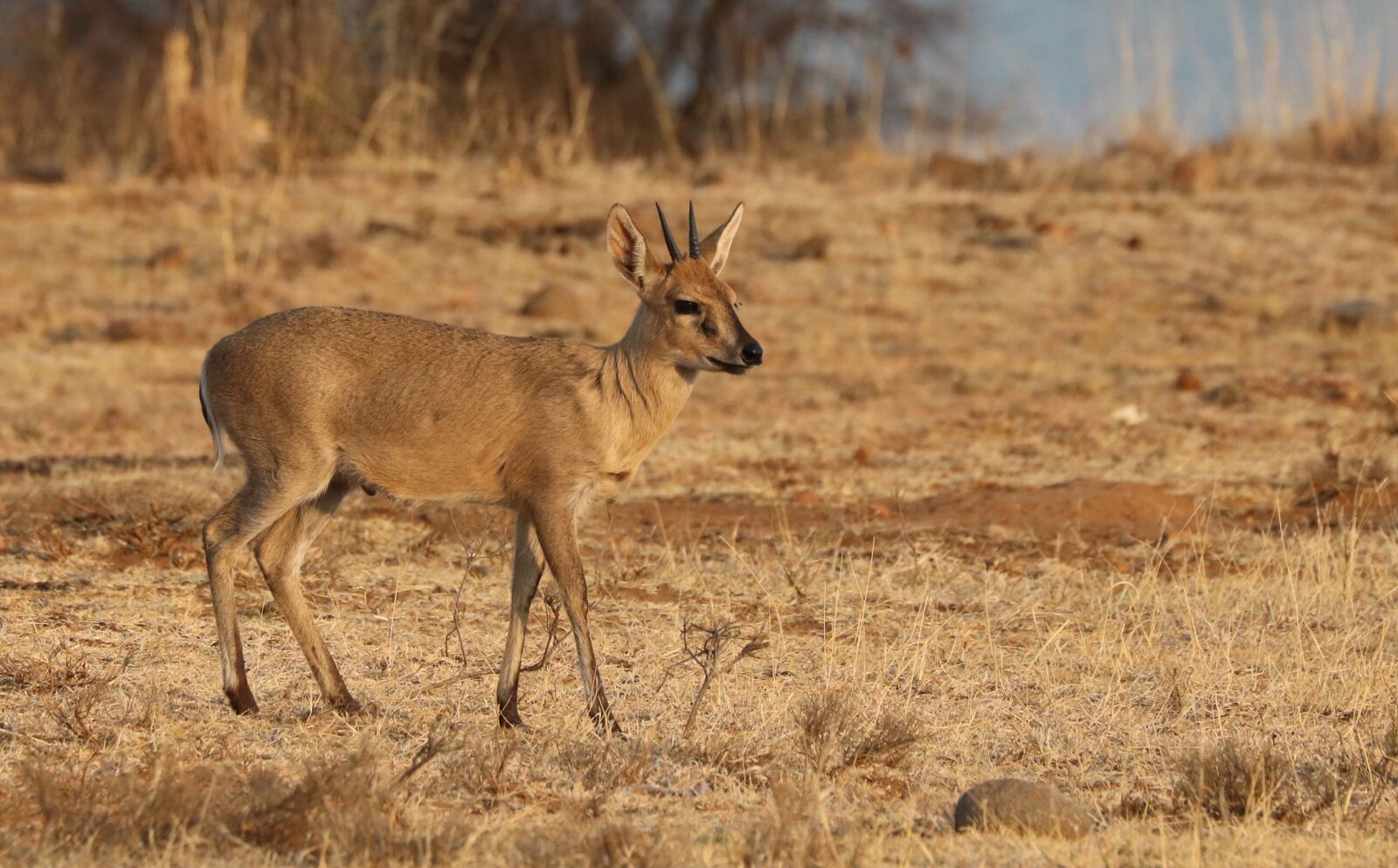 Canon EF 70-300mm F4-5.6L IS USM sample photo. Duiker, antelope, africa photography
