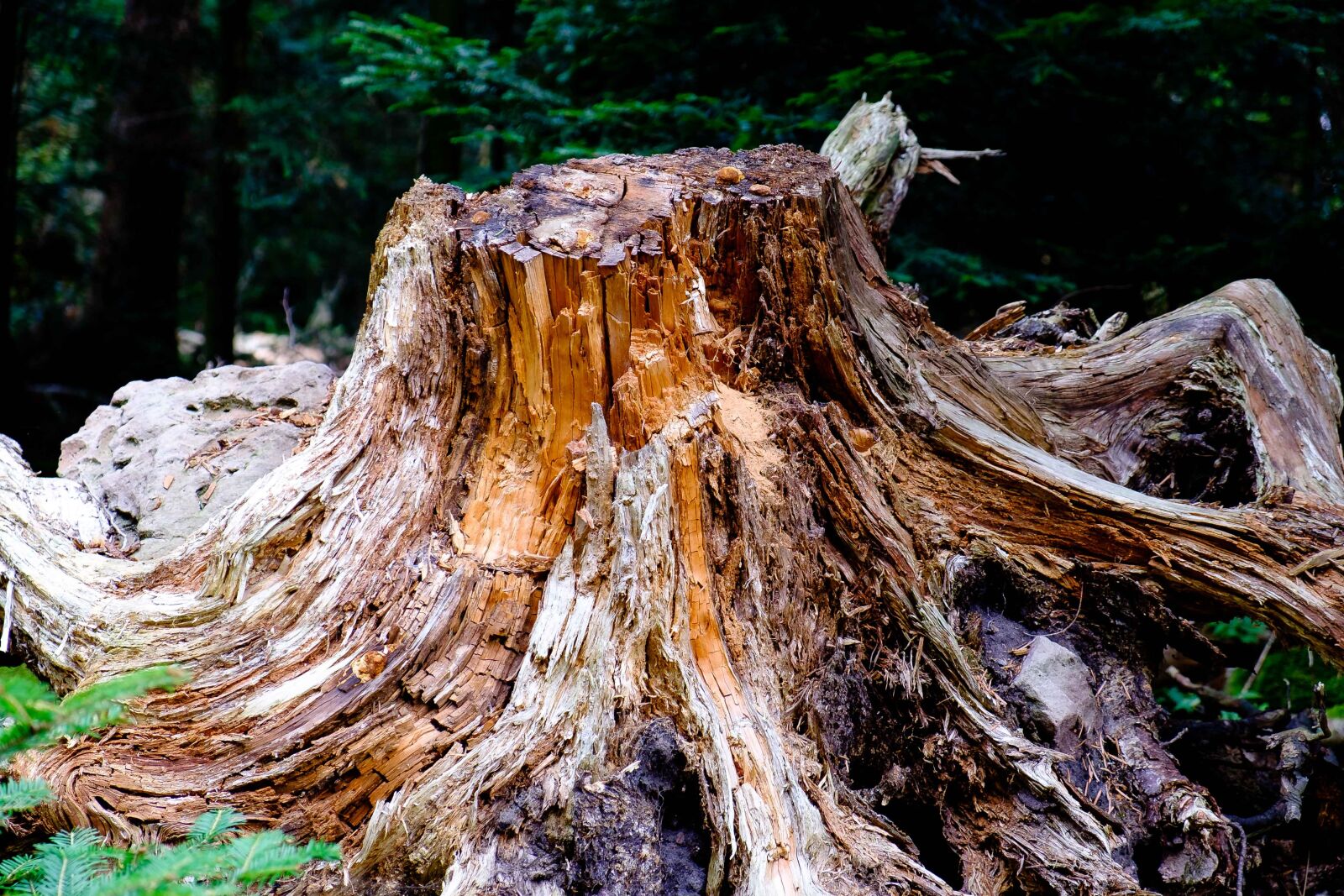 Fujifilm X-T10 sample photo. Tree, forest, nature photography