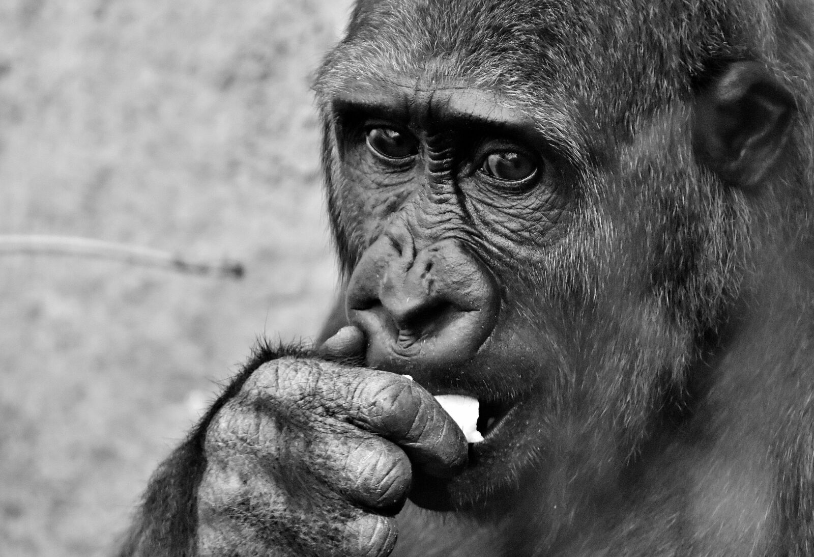 Nikon D7200 sample photo. Gorilla, view, dangerous photography