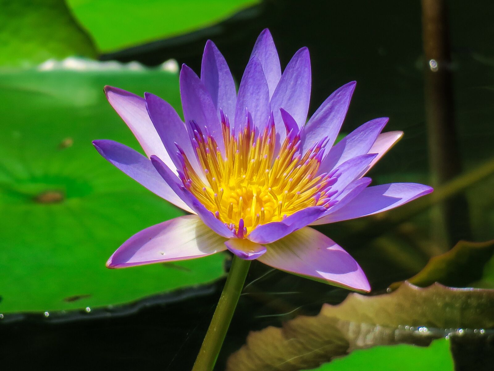 Canon PowerShot G3 X sample photo. Water lilies, aquatic plants photography
