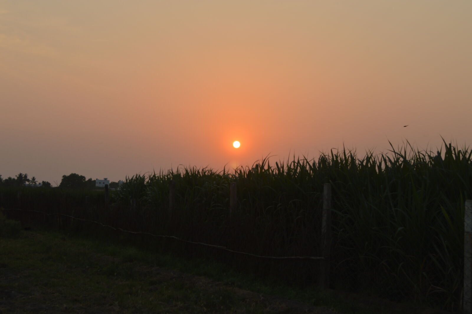 Nikon D3200 sample photo