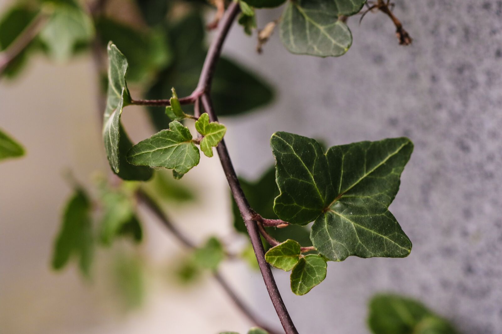 Canon EOS 7D Mark II sample photo. Branch, plant, green photography