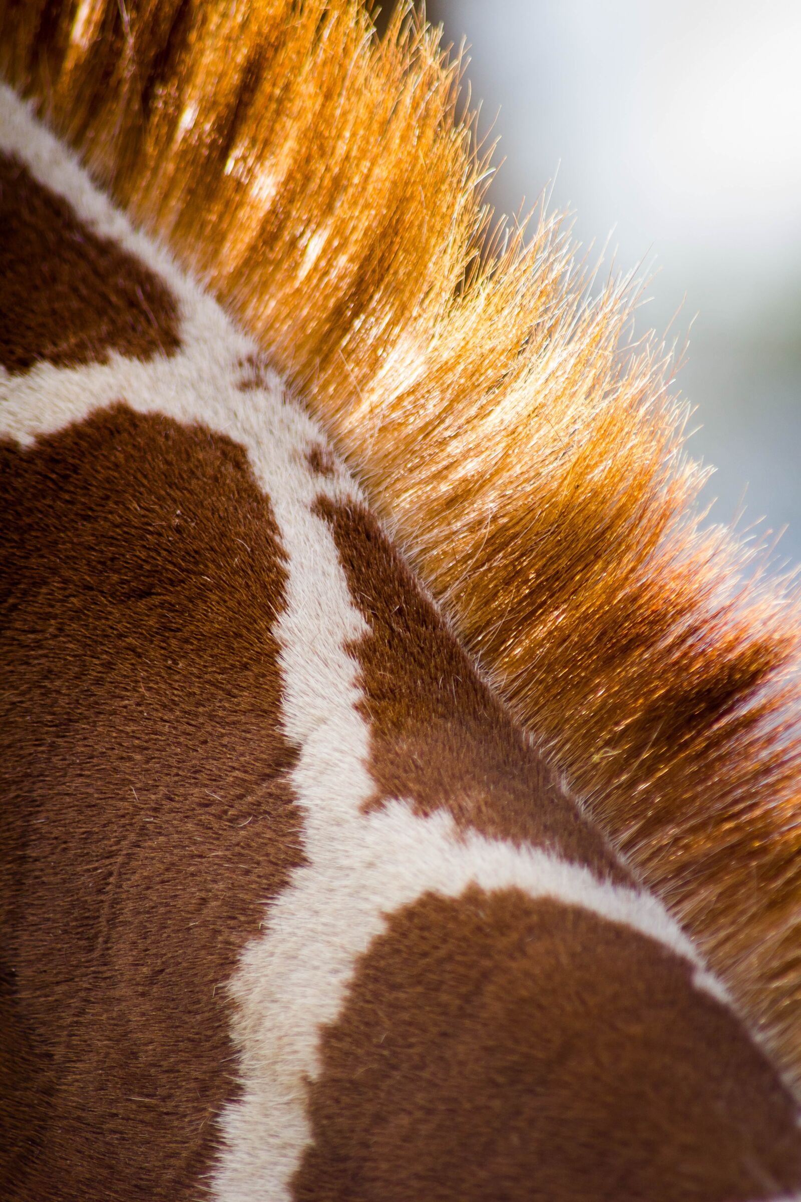 Canon EOS 550D (EOS Rebel T2i / EOS Kiss X4) sample photo. Giraffe, pattern, animal photography