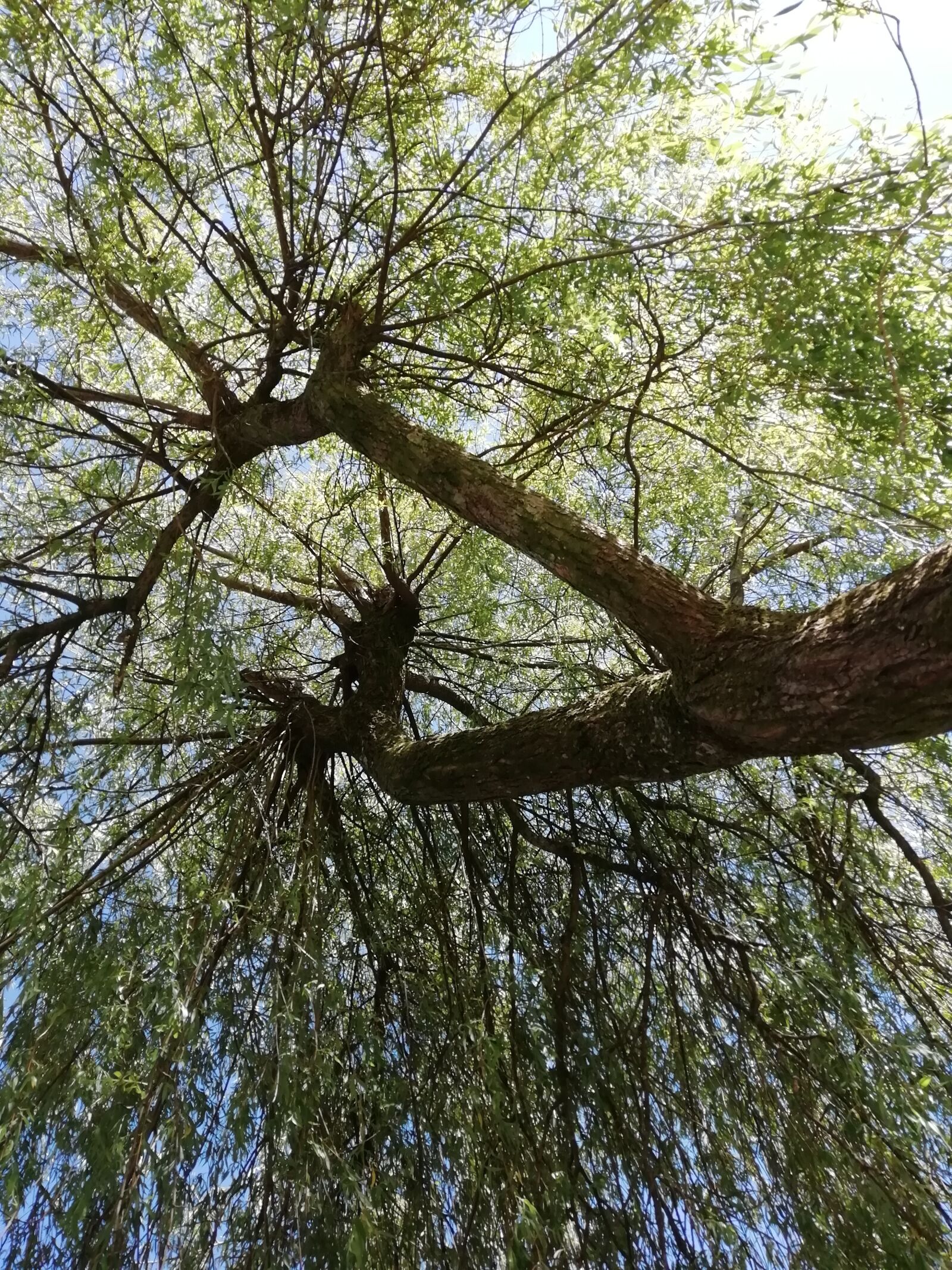 HUAWEI FIG-LX1 sample photo. Weeping willow, tree, willow photography