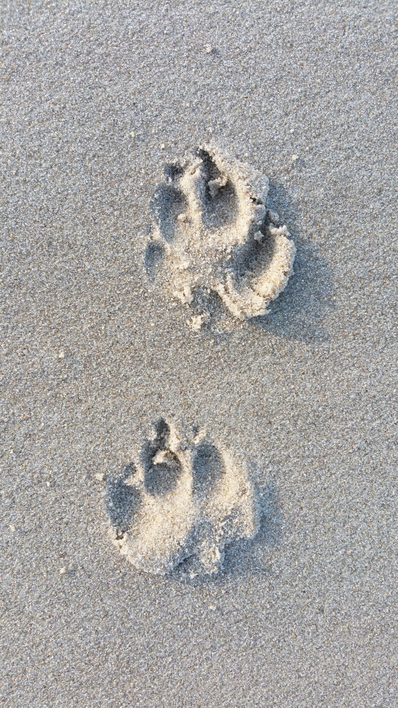 Samsung Galaxy S5 LTE-A sample photo. Dog, footprints, prints photography