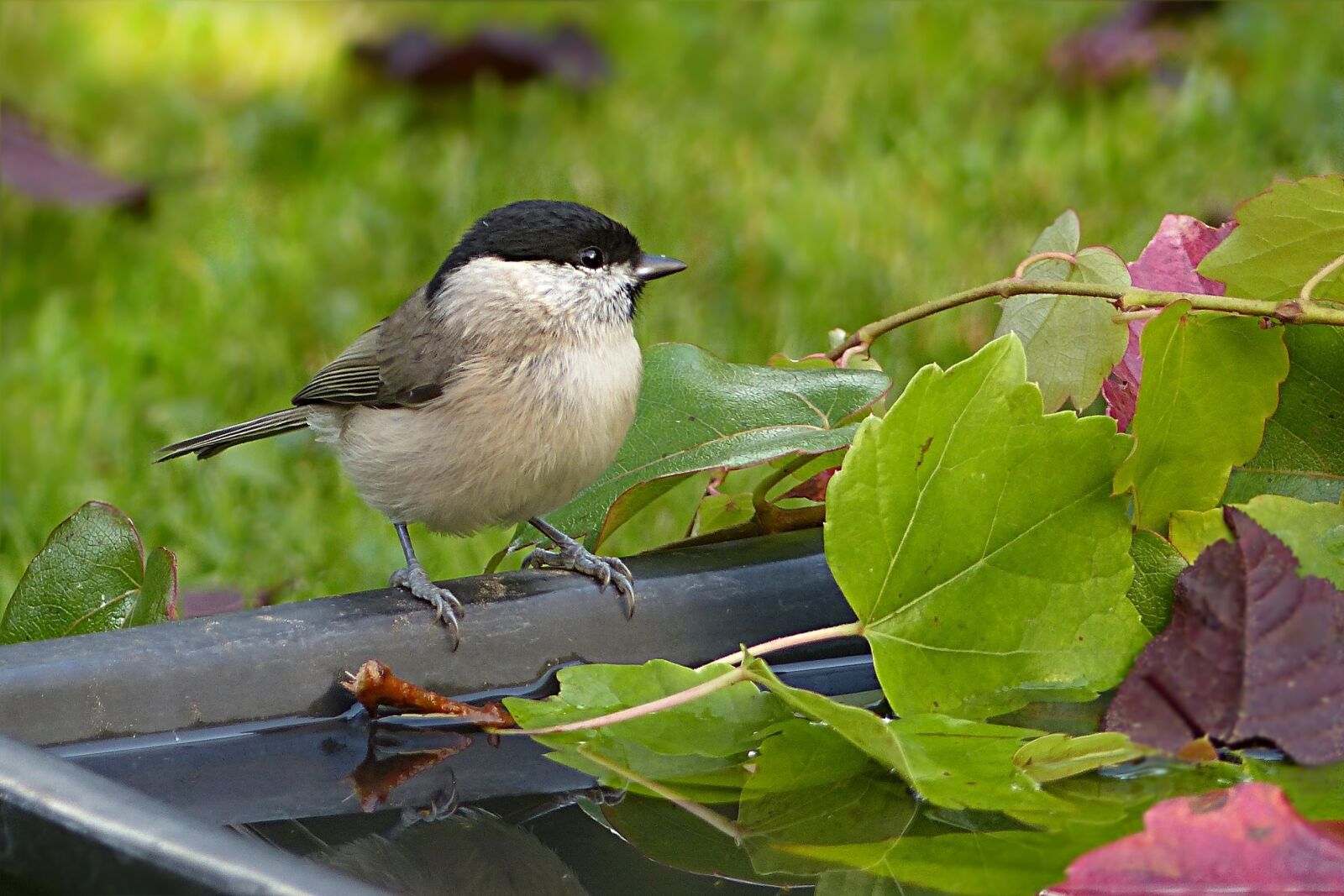 Panasonic Lumix DMC-FZ200 sample photo. Animal, bird, tit photography