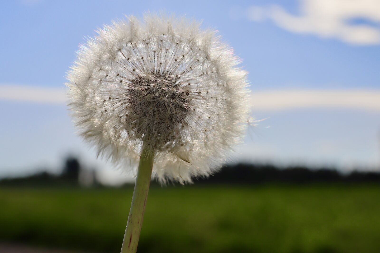 Canon EOS M50 (EOS Kiss M) sample photo. Dandelion, pointed flower, blossom photography